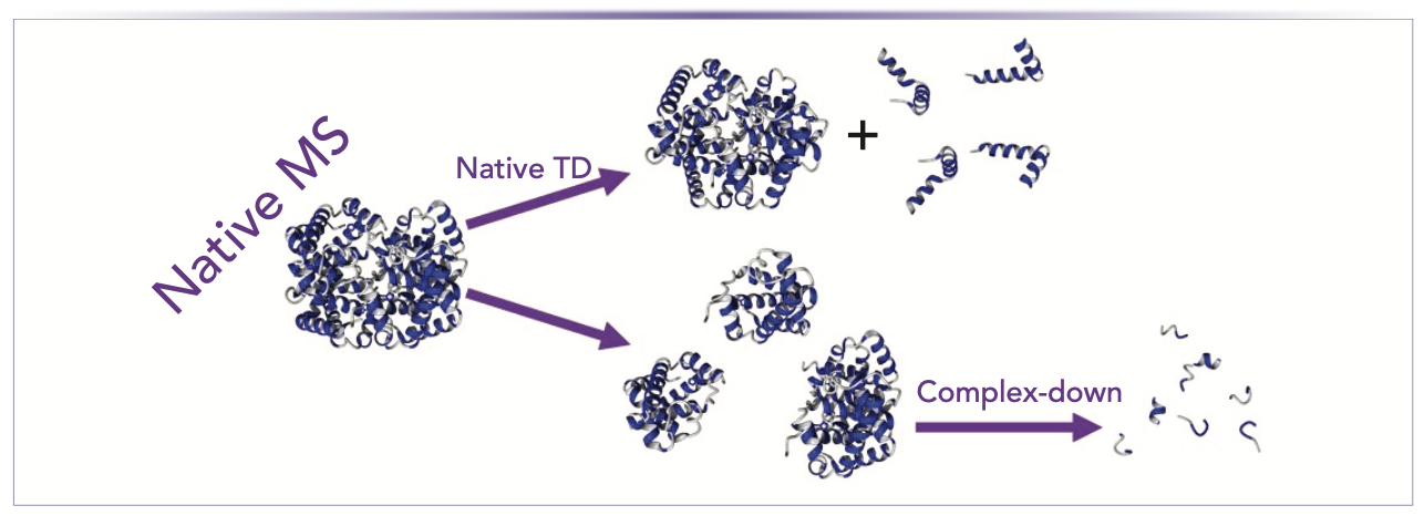 FIGURE 1: Illustration of native top-down and complex-down mass spectrometry (MS).
