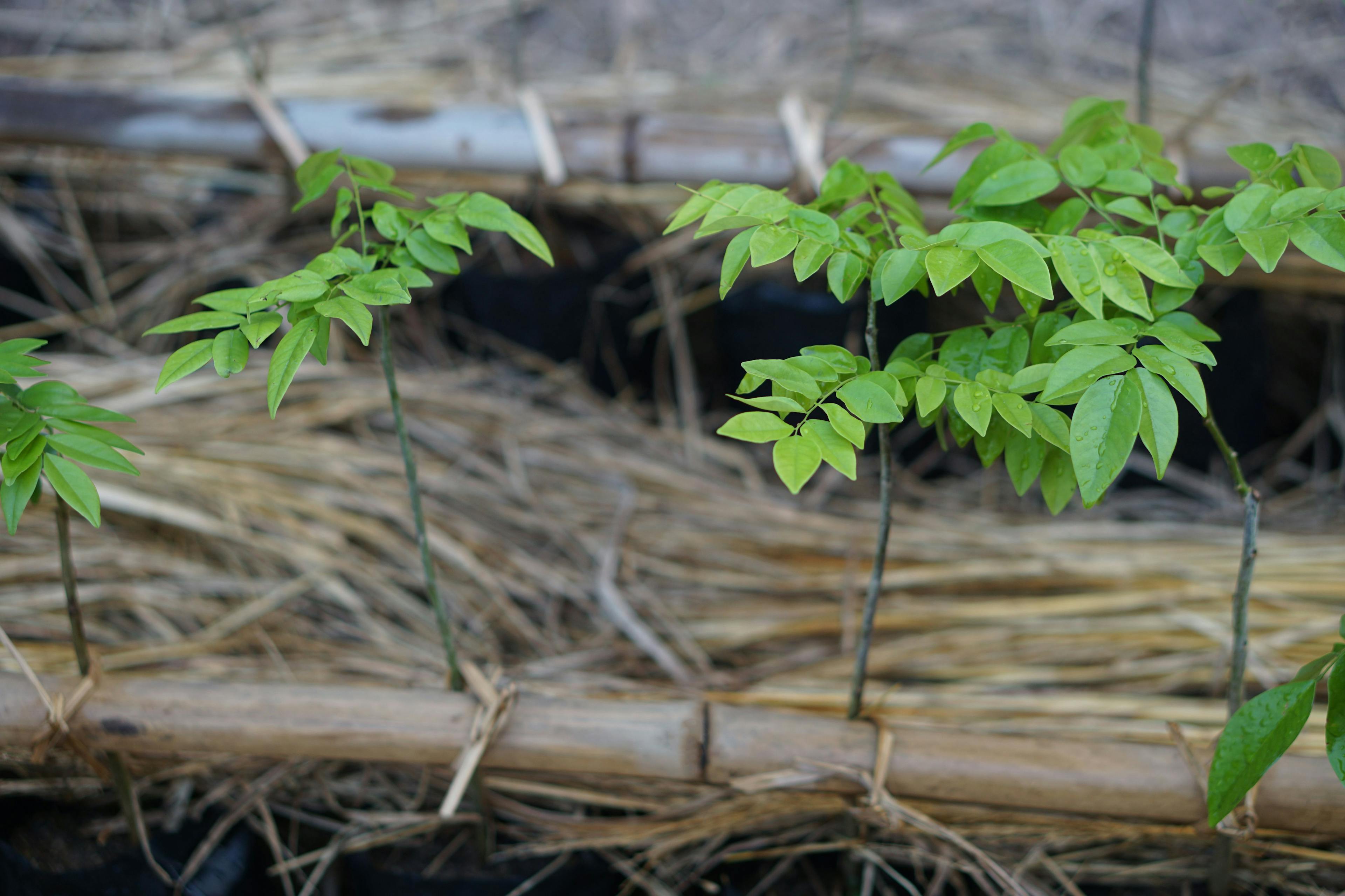 Young Dalbergia Odorifera or Payoong trees in Thailand in seedling plantation. Concept, economic plants. Grow forest. Agriculture, Forestation. | Image Credit: © Sanhanat - stock.adobe.com