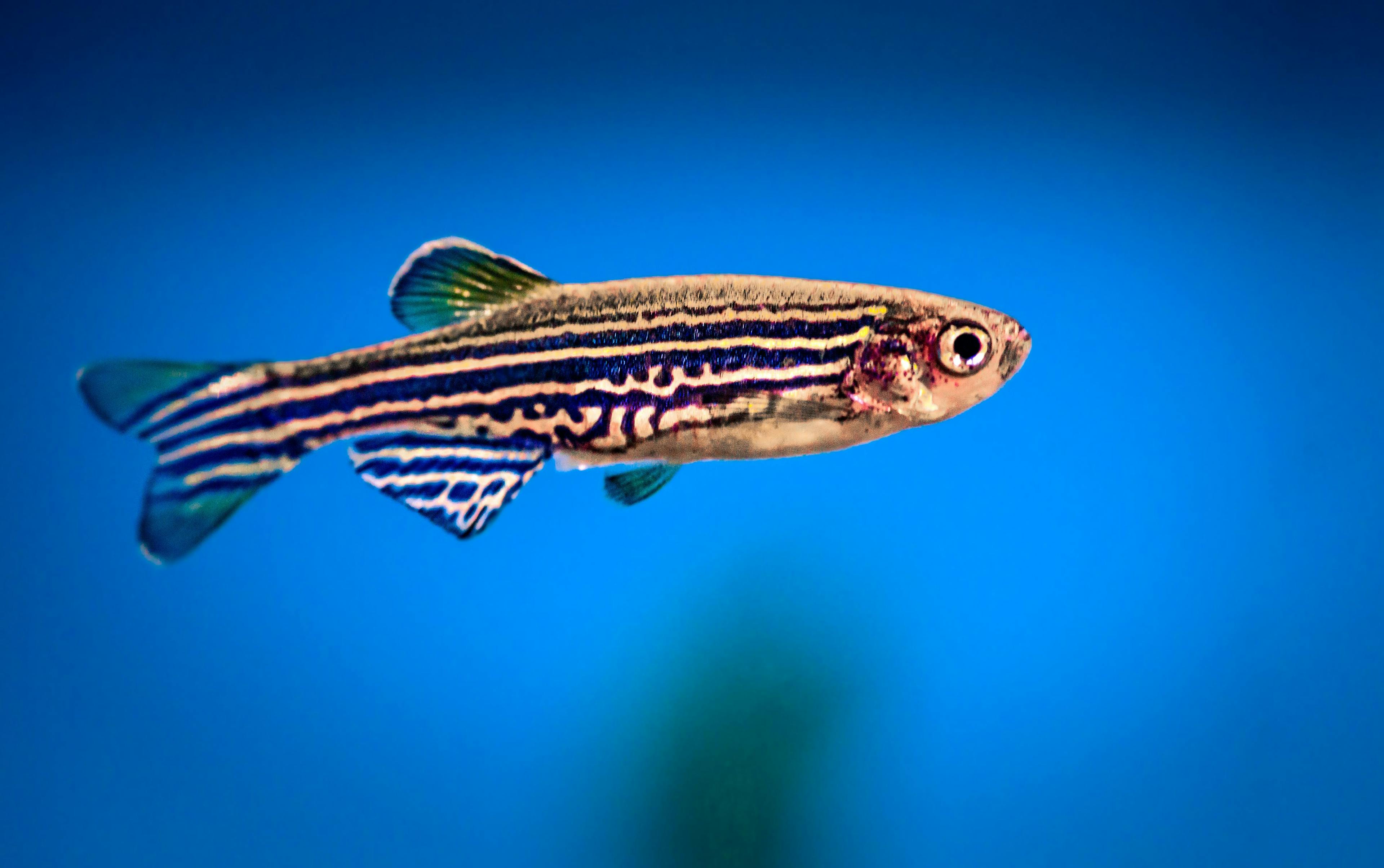 aquarium fish, zebrafish on a blue background | Image Credit: © peter verreussel - stock.adobe.com
