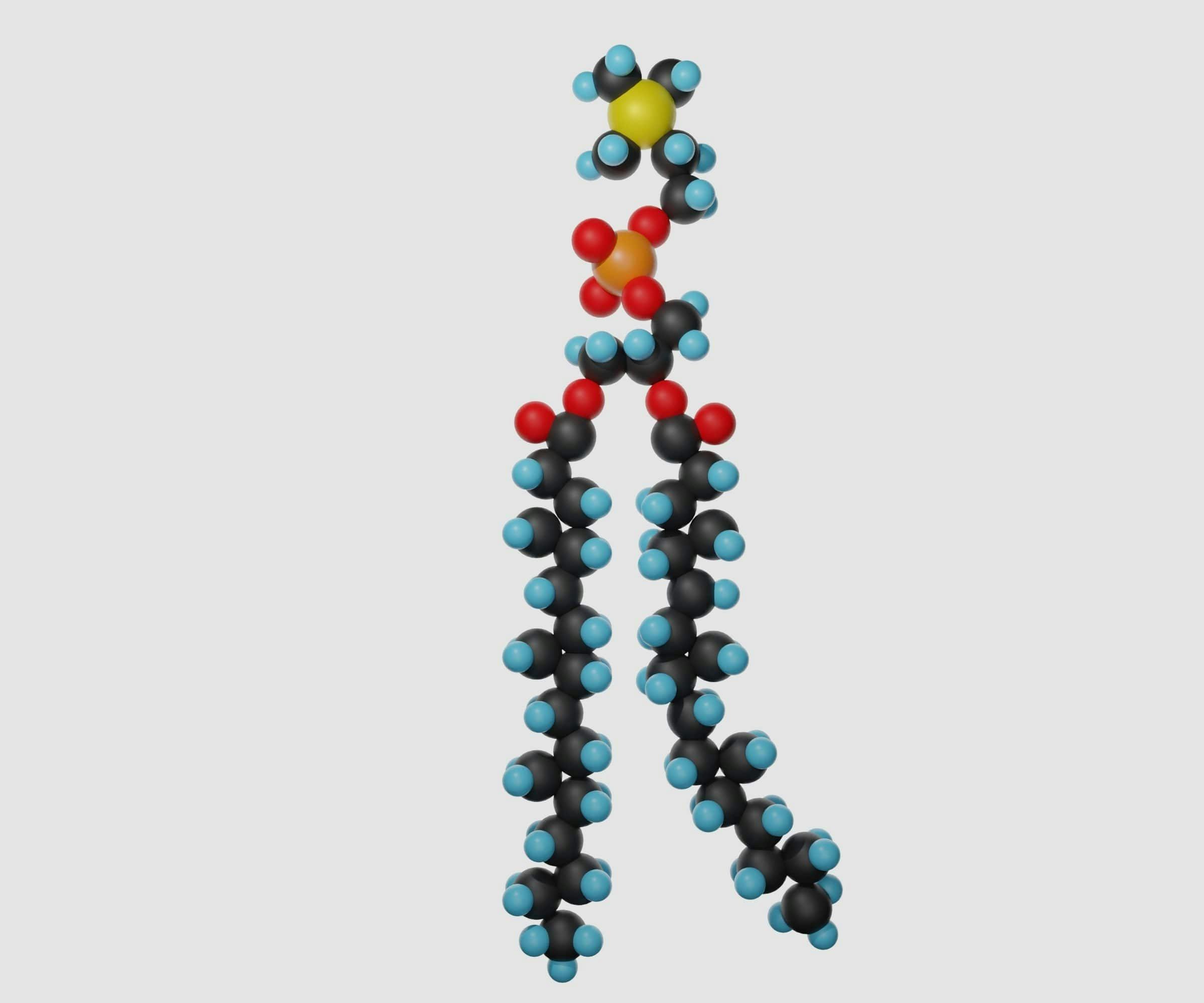 isolated Structure of phospholipid molecules 3d rendering | Image Credit: © Love Employee - stock.adobe.com