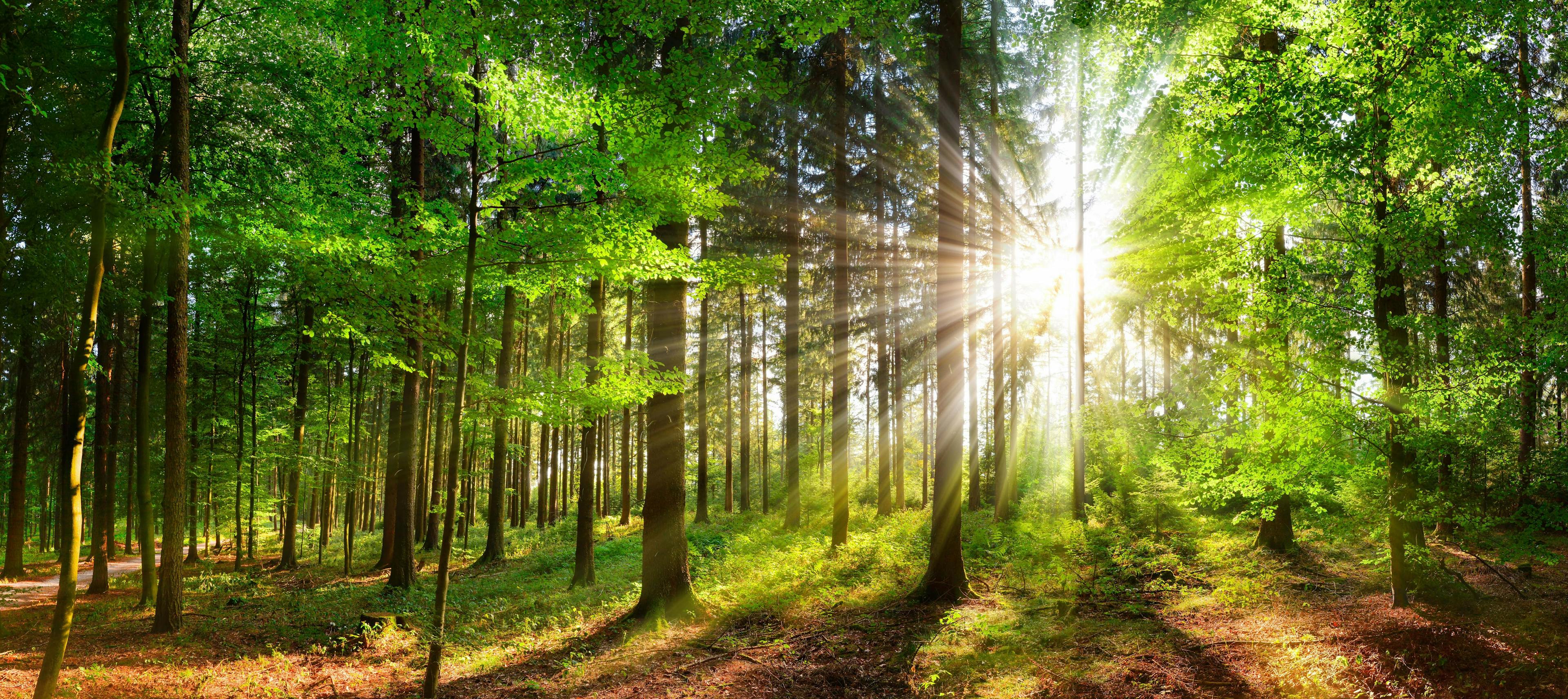 Beautiful rays of sunlight in a green forest | Image Credit: © Smileus - stock.adobe.com.