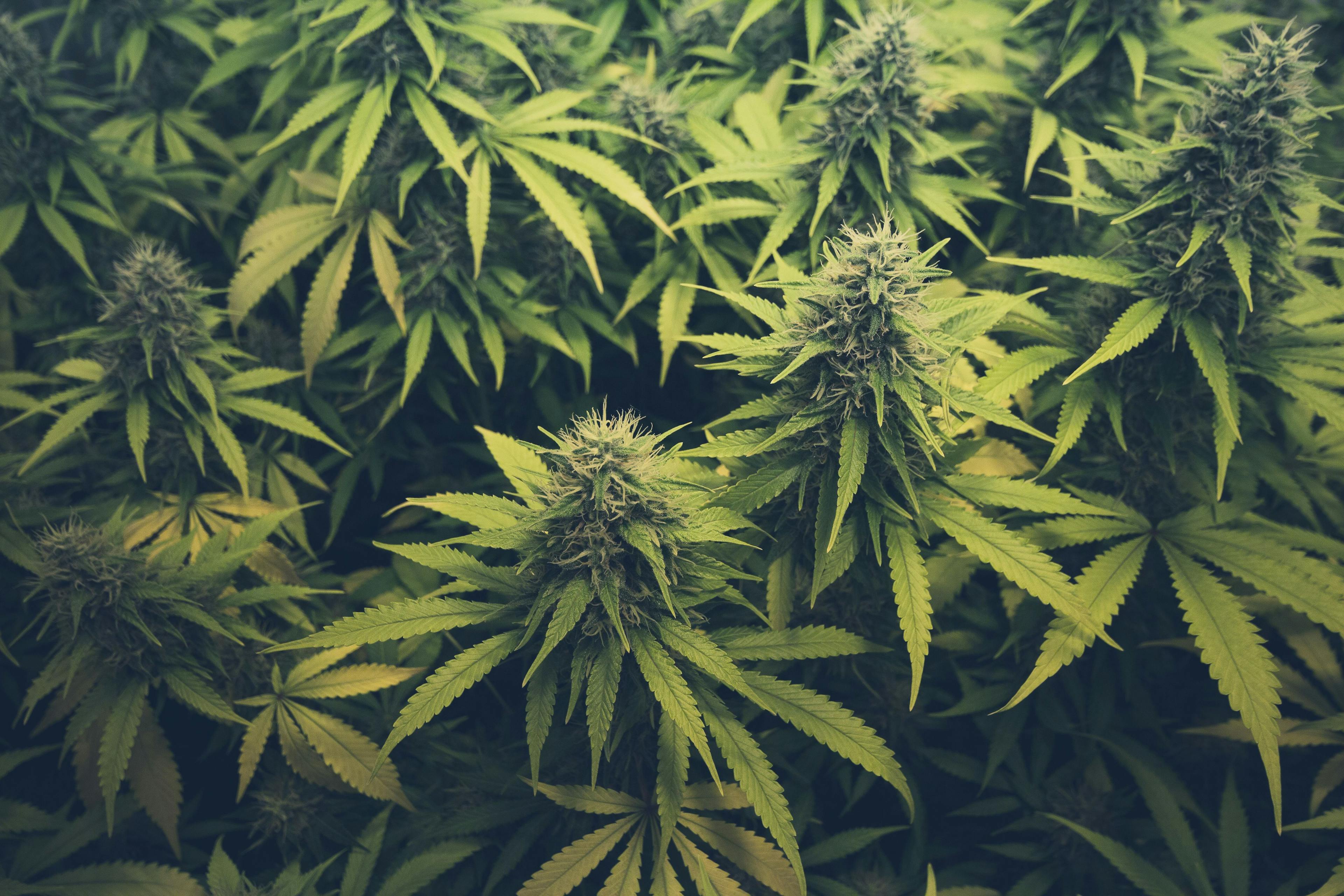 cannabis bud / marihuana plants | Image Credit: © hanohiki - stock.adobe.com