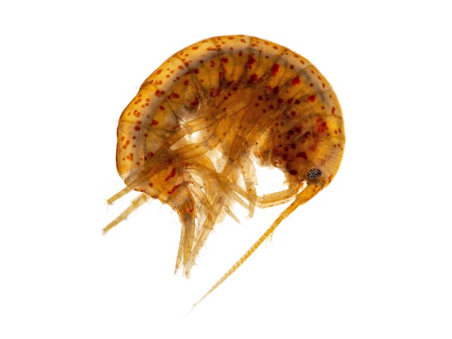 freshwater amphipod or scud, Gammarus lacustris, photographed on white background, side view | Image Credit: © Ernie Cooper - stock.adobe.com