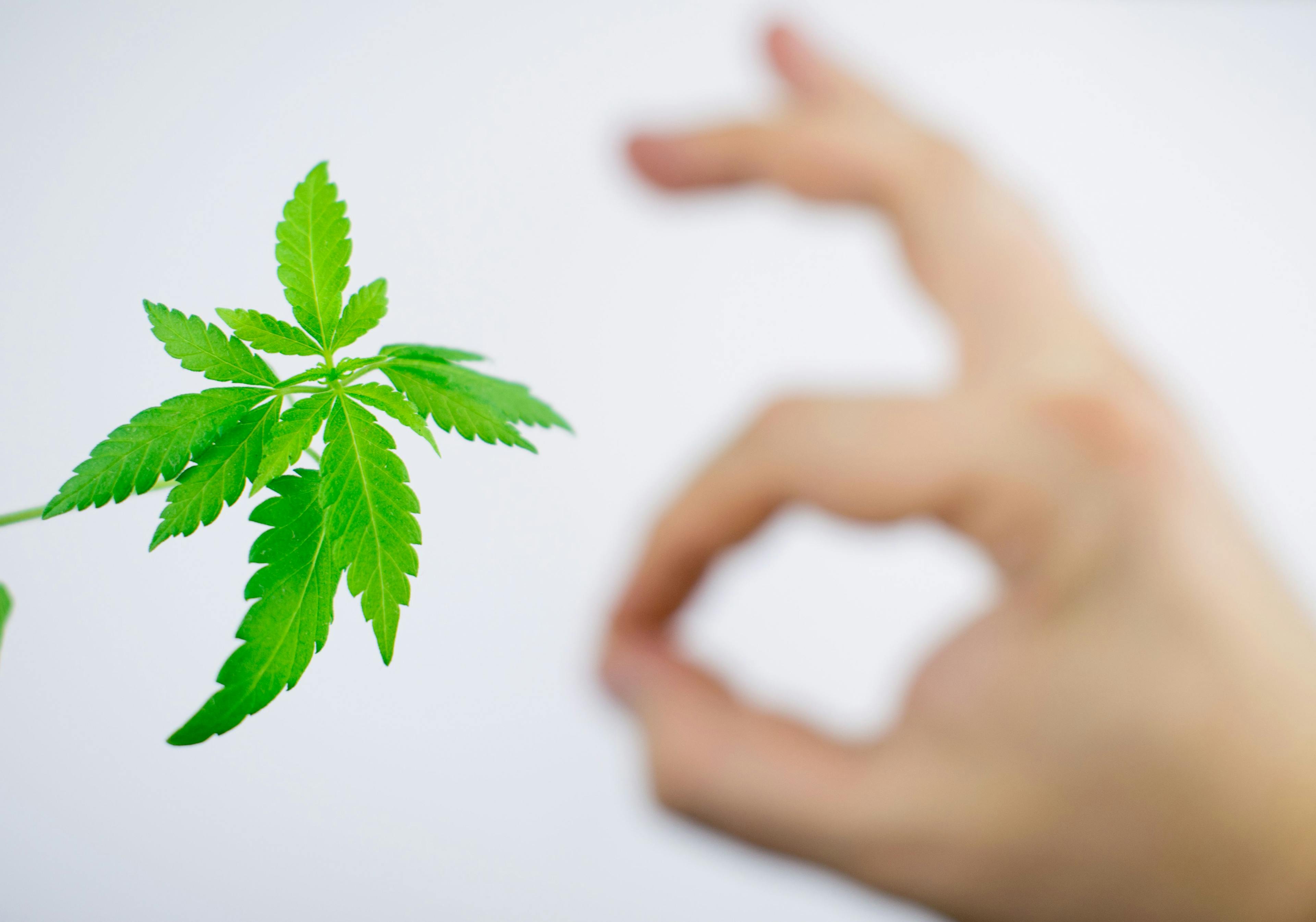 Sprout of cannabis (marijuana) on a light background with a broken arm in the background with a gesture OK. | Image Credit: © Konstiantyn Zapylaie - stock.adobe.com