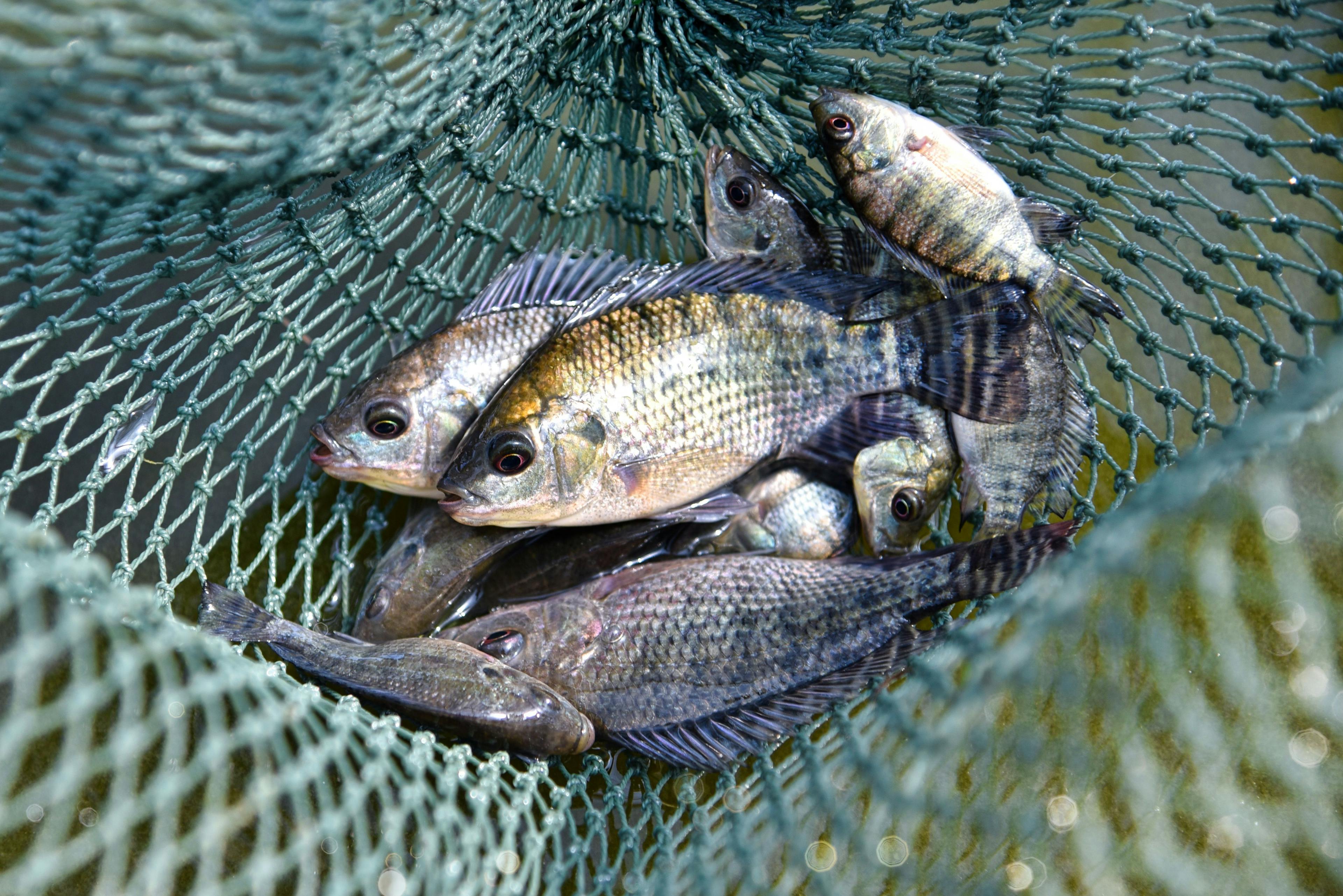 Using a fishing net, catch fish. Baby tilapia, tilapia fishbreeding and culture. | Image Credit: © TL23 photo - stock.adobe.com