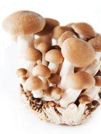 mushroom-764226-1408606565297.jpg