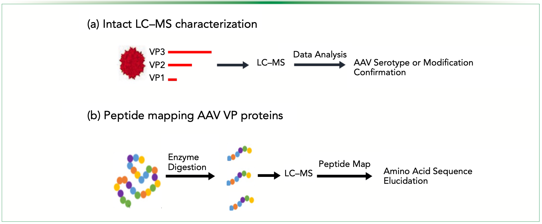 FIGURE 2: Schematic diagrams of AAV capsid characterization workflow: (a) Intact LC–MS analysis, and (b) and peptide mapping amino acid sequence of VP proteins. Figure adapted from reference (21).