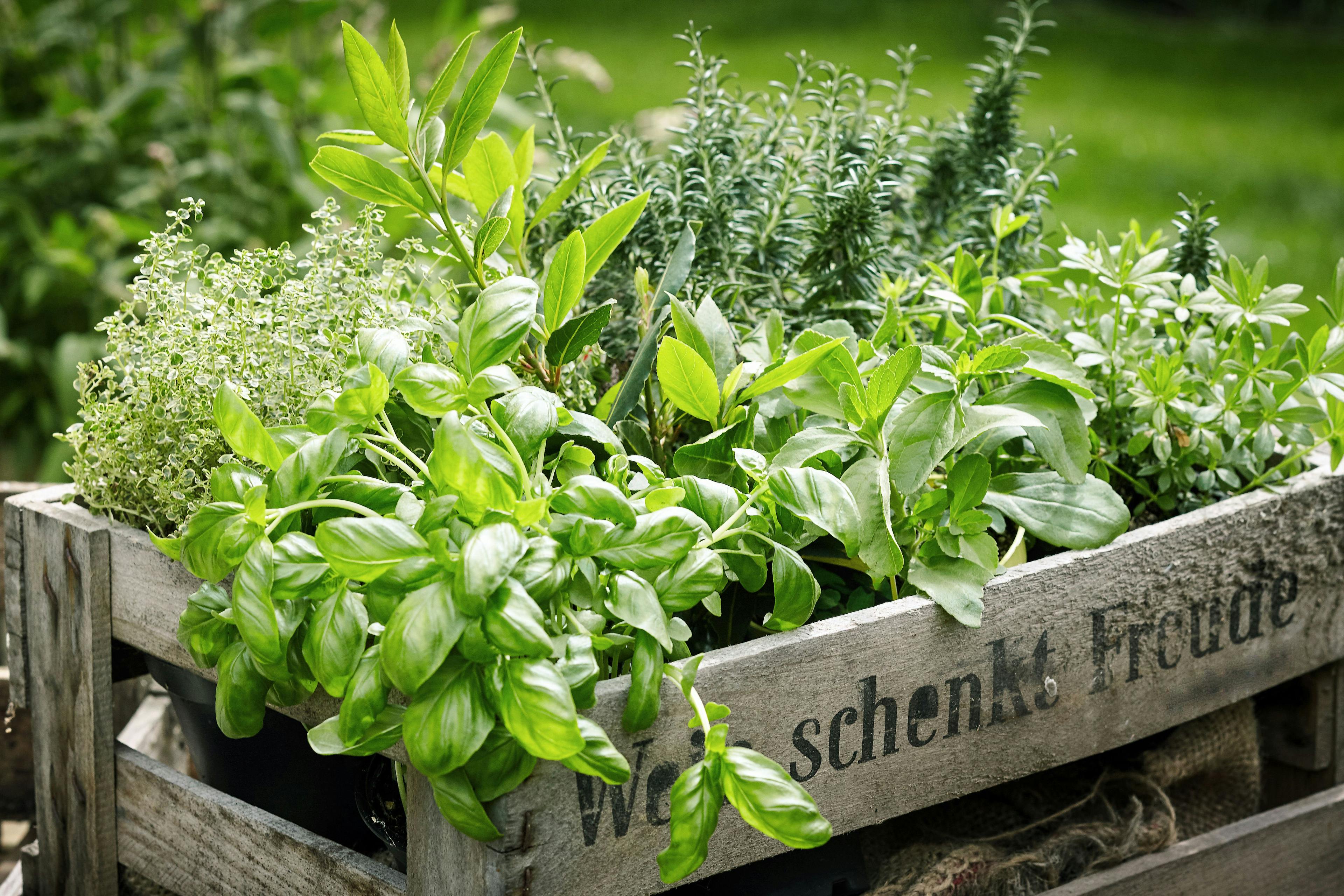 Wooden crate with variety of potted culinary herbs | Image Credit: © exclusive-design - stock.adobe.com