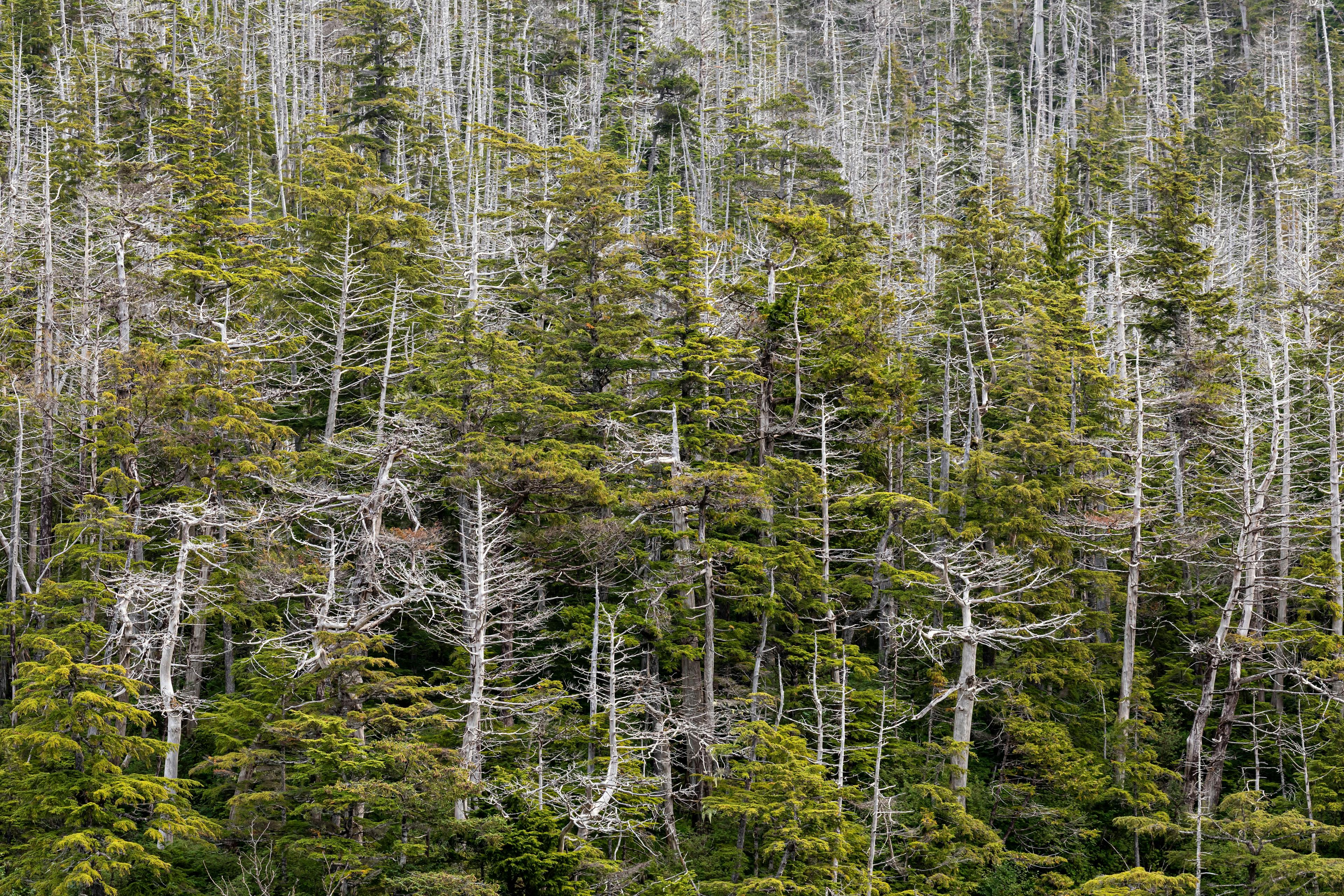 USA, Alaska, Tongass National Forest. Dying yellow cedar trees. | Image Credit: © Danita Delimont - stock.adobe.com.