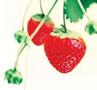 Strawberry-789728-1408596880737.jpg