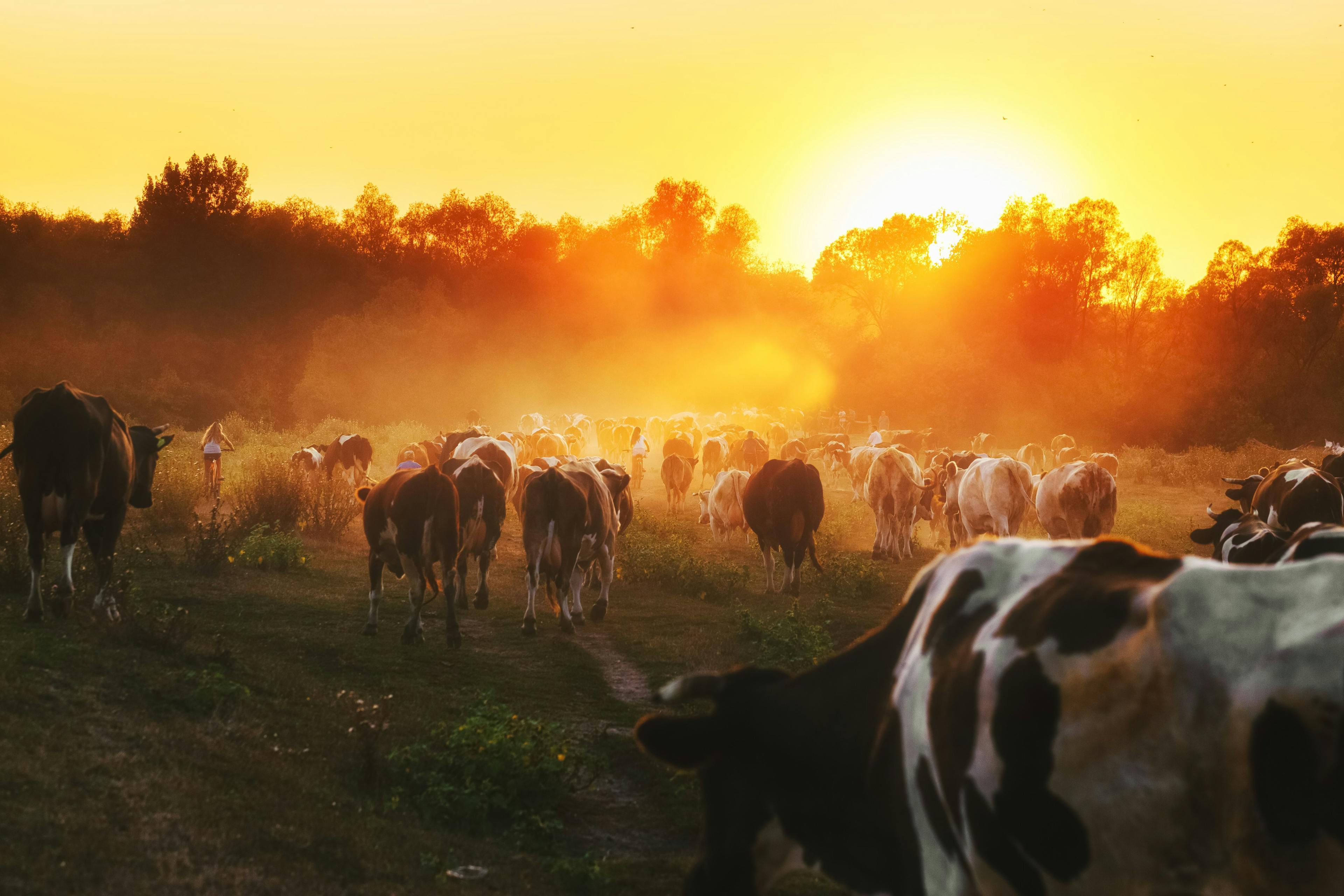 Epic scene of cattle farm - livestock of cows going home from meadows pasture in evening. Amazing sunset scenery. Countryside background. Dairy natural bio production. | Image Credit: © Feel good studio - stock.adobe.com.
