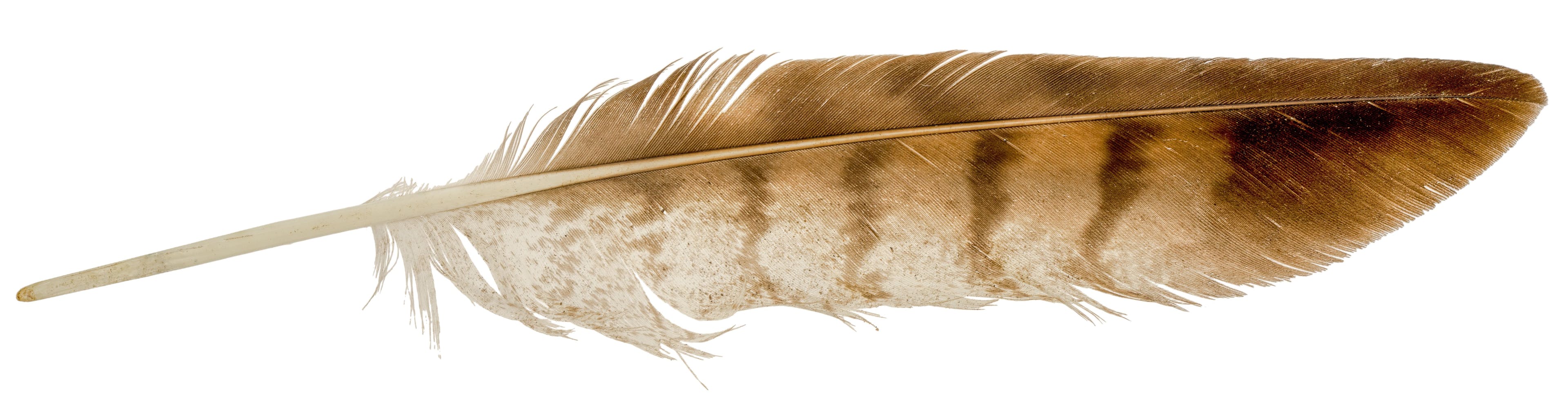 Falcon feather isolated on white background. | Image Credit: © elen31 - stock.adobe.com