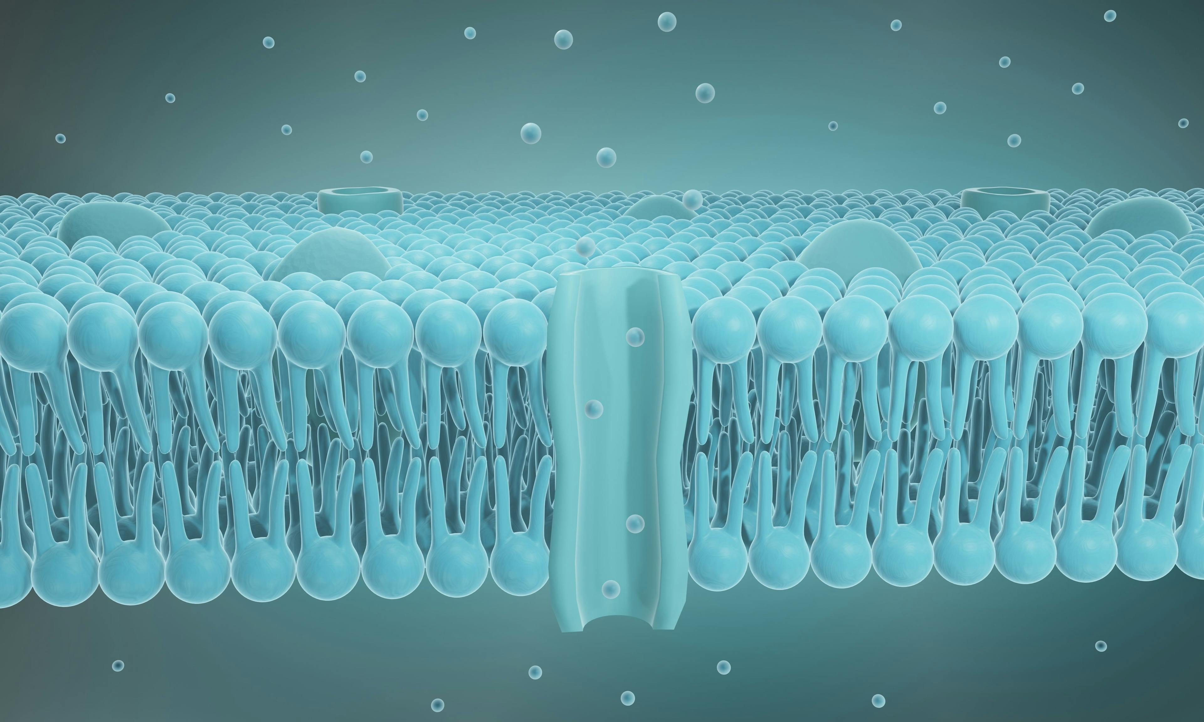 Cell membrane structure, Lipid bilayer 3d illustration | Image Credit: © Artur - stock.adobe.com