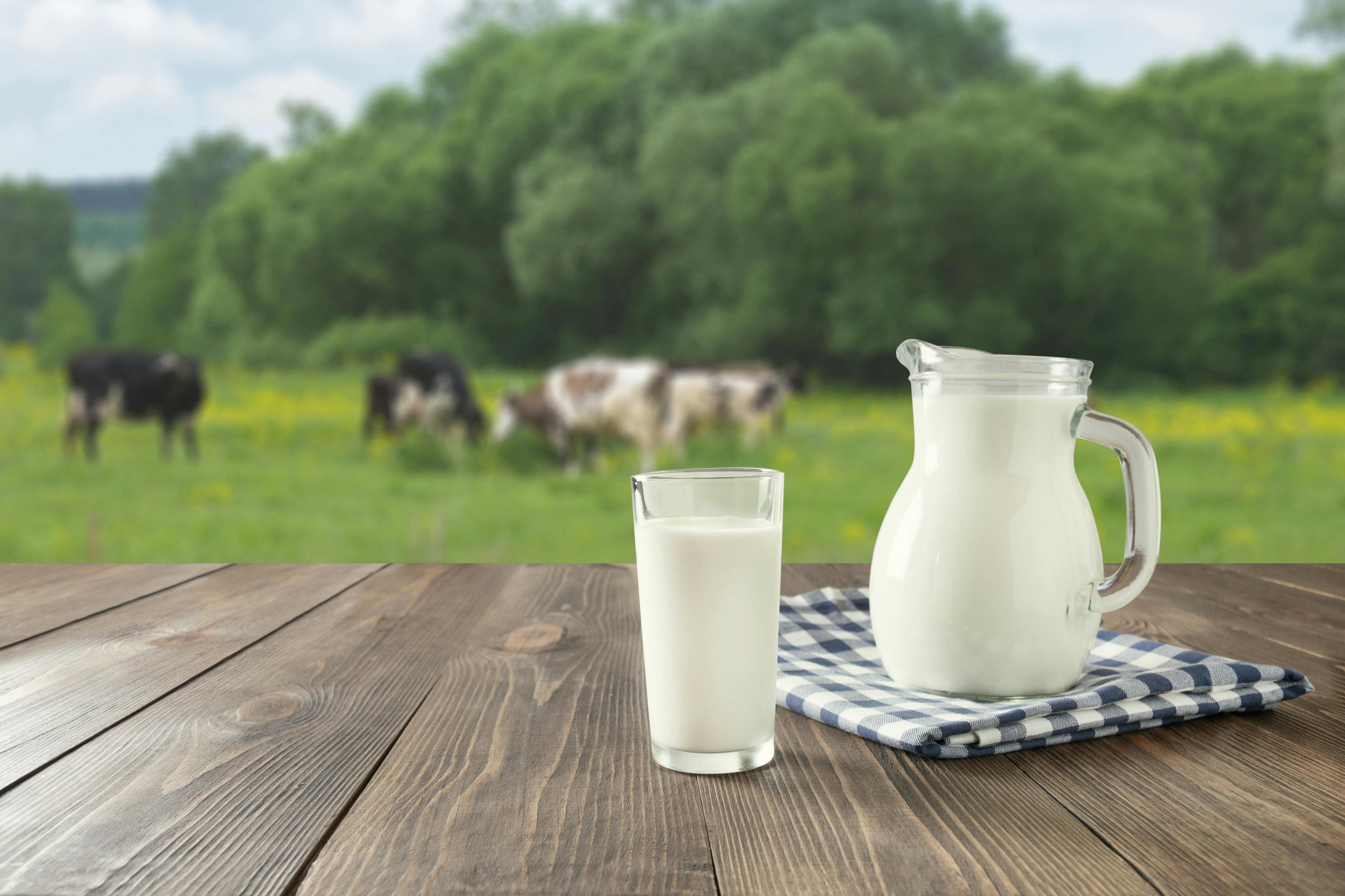 Fresh milk in glass on dark wooden table and blurred landscape with cow on meadow.