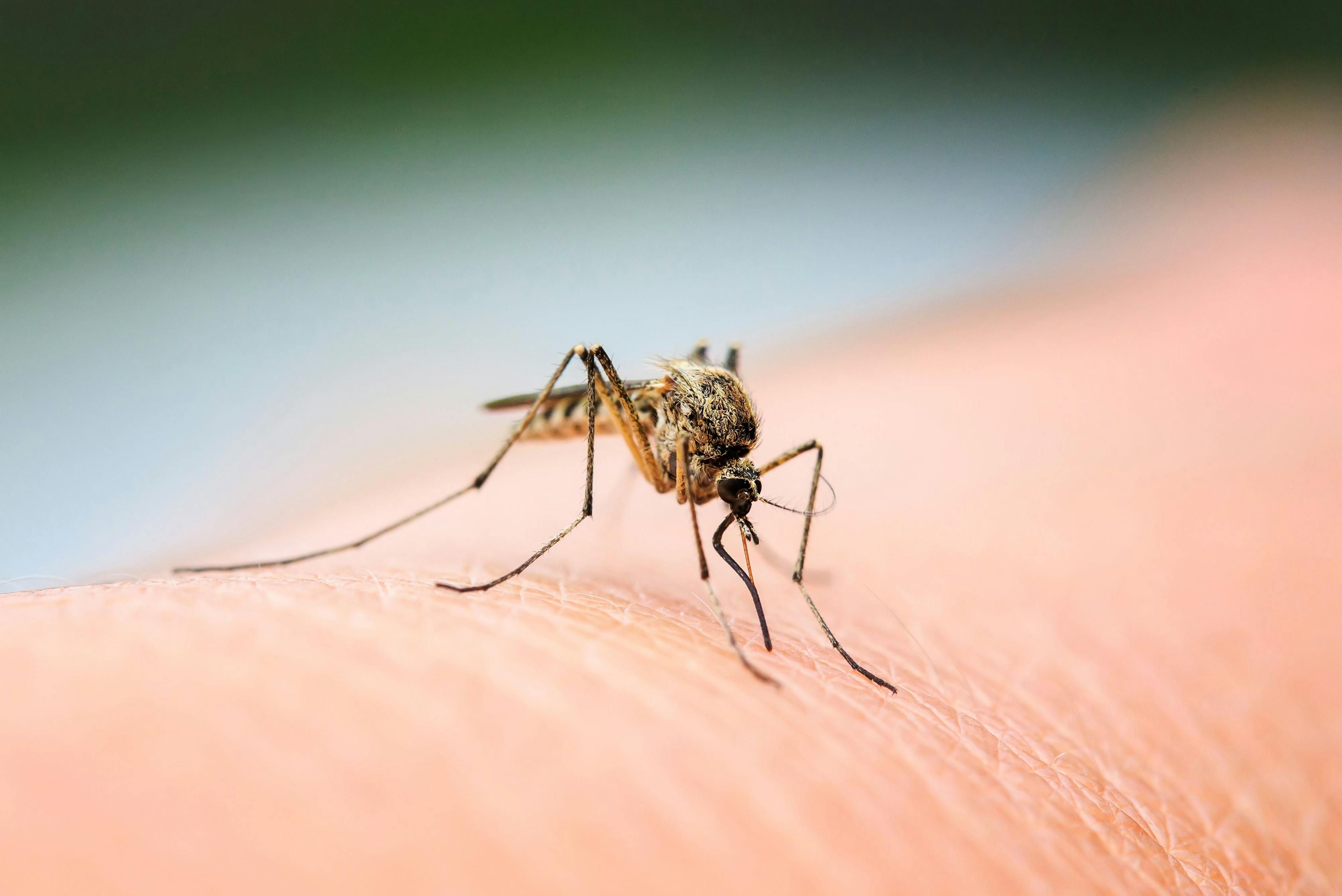 nasty insect mosquito sitting on her hand and drinks the blood of the pierced skin | Image Credit: © nataba - stock.adobe.com