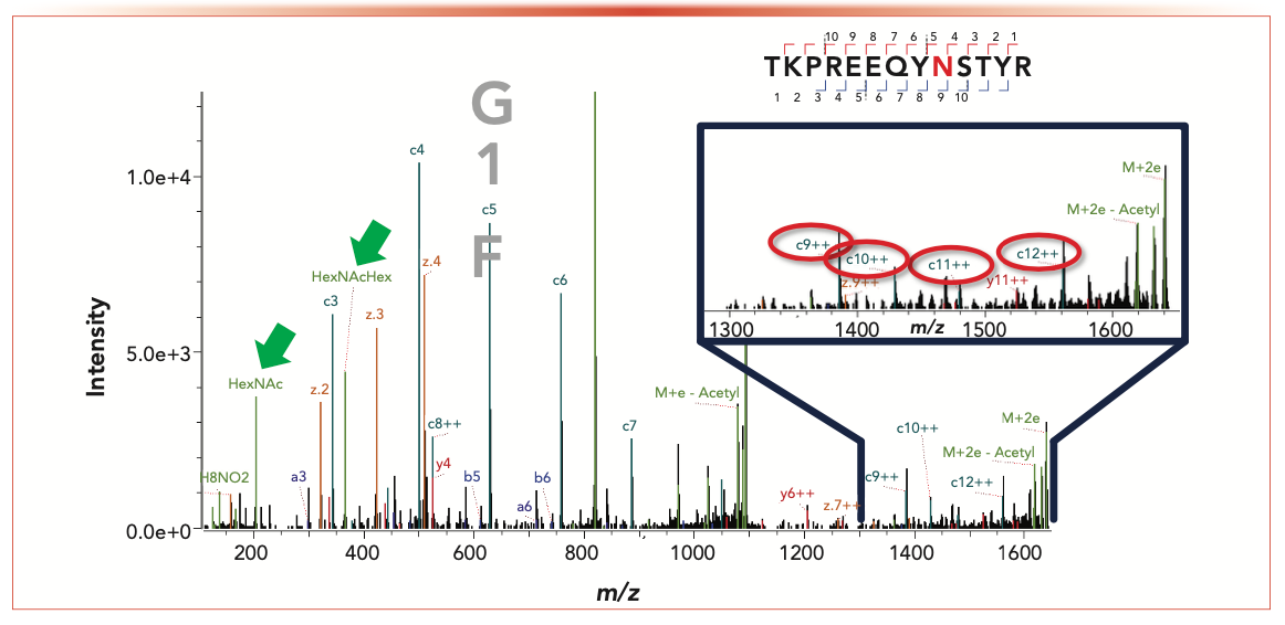 FIGURE 6: Figures showing the MS spectrum of a peptide from the trispecific antibody with intact glycans. Confirmation of the site of glycosylation was possible for the trispecific candidate. Detection of oxonium ions helped to confirm the identity of the glycopeptide.