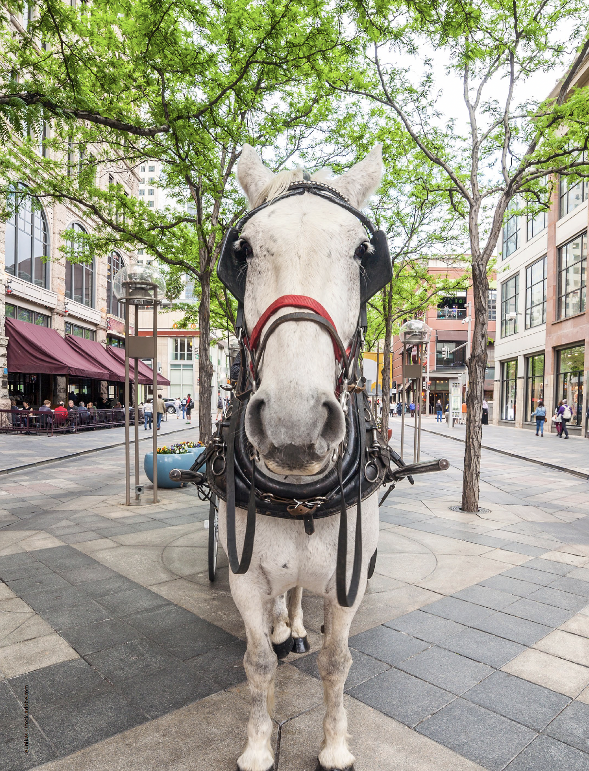 A horse and carriage on the promenade in Denver, Colorado, where the 2024 HPLC conference will take place. | Image Credit: © eunikas - stock.adobe.com