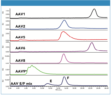Figure 3: Chromatograms of AAV1, AAV2, AAV5, AAV6, AAV8, and AAV9 serotypes (full capsids, CMV-GFP ssDNA). For comparison, the bottom chromatogram shows the optimized separation of AAV8 empty and full capsid. Separation conditions are as described in the text for all serotypes except for AAV9 (*) where the salt gradient was 0–200 mM KCl.