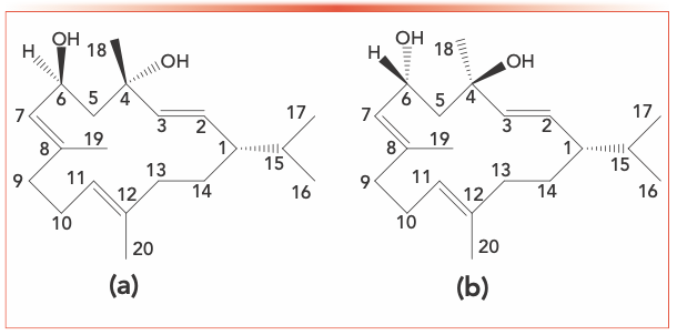 FIGURE 1: The molecular structure of (a) α-2,7,11-cembratriene-4, 6-diol, and (b) β-2,7,11-cembratriene-4,6-diol.