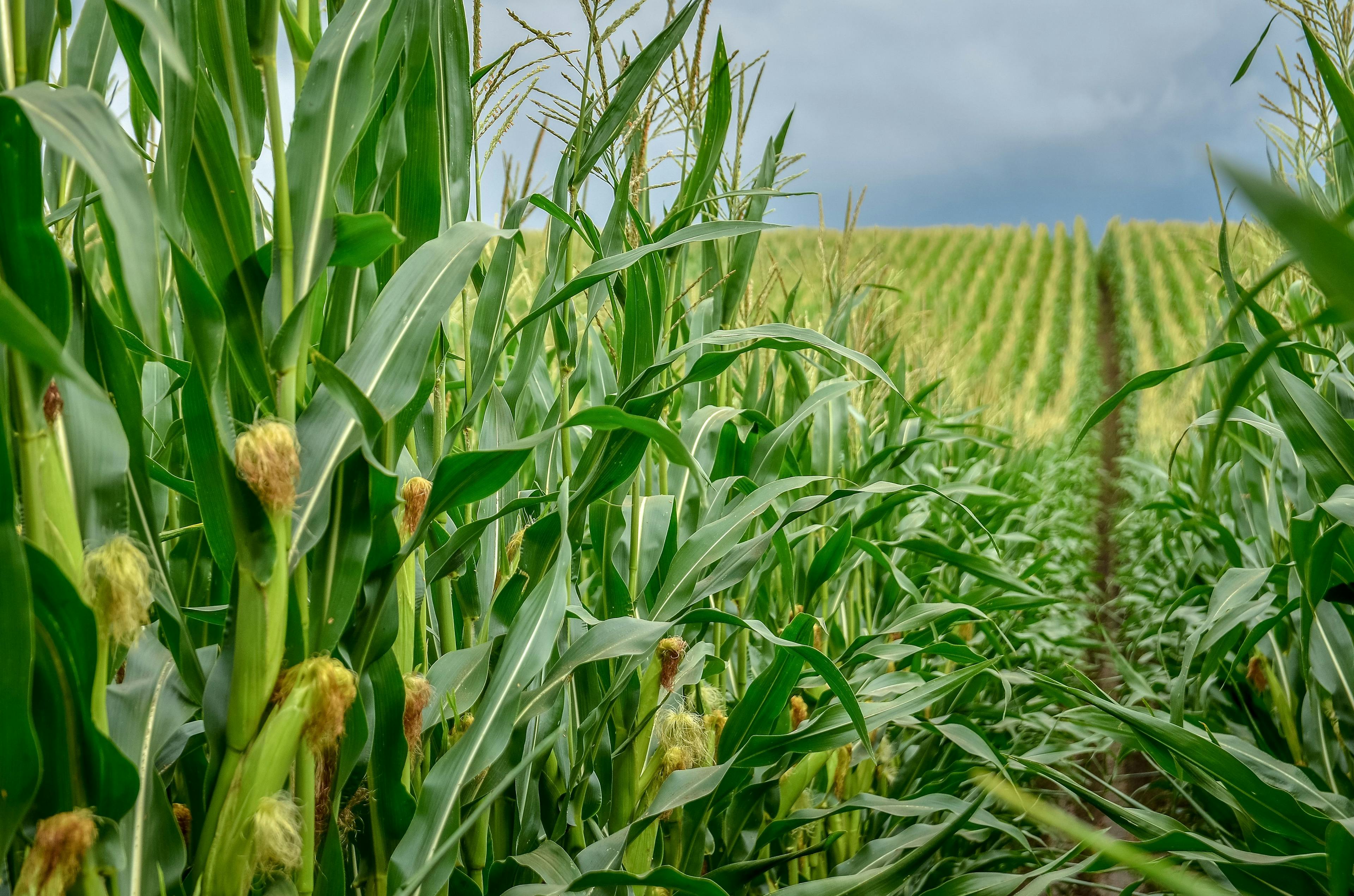 Green corn field with corn cobs close up | Image Credit: © kyrychukvitaliy - stock.adobe.com