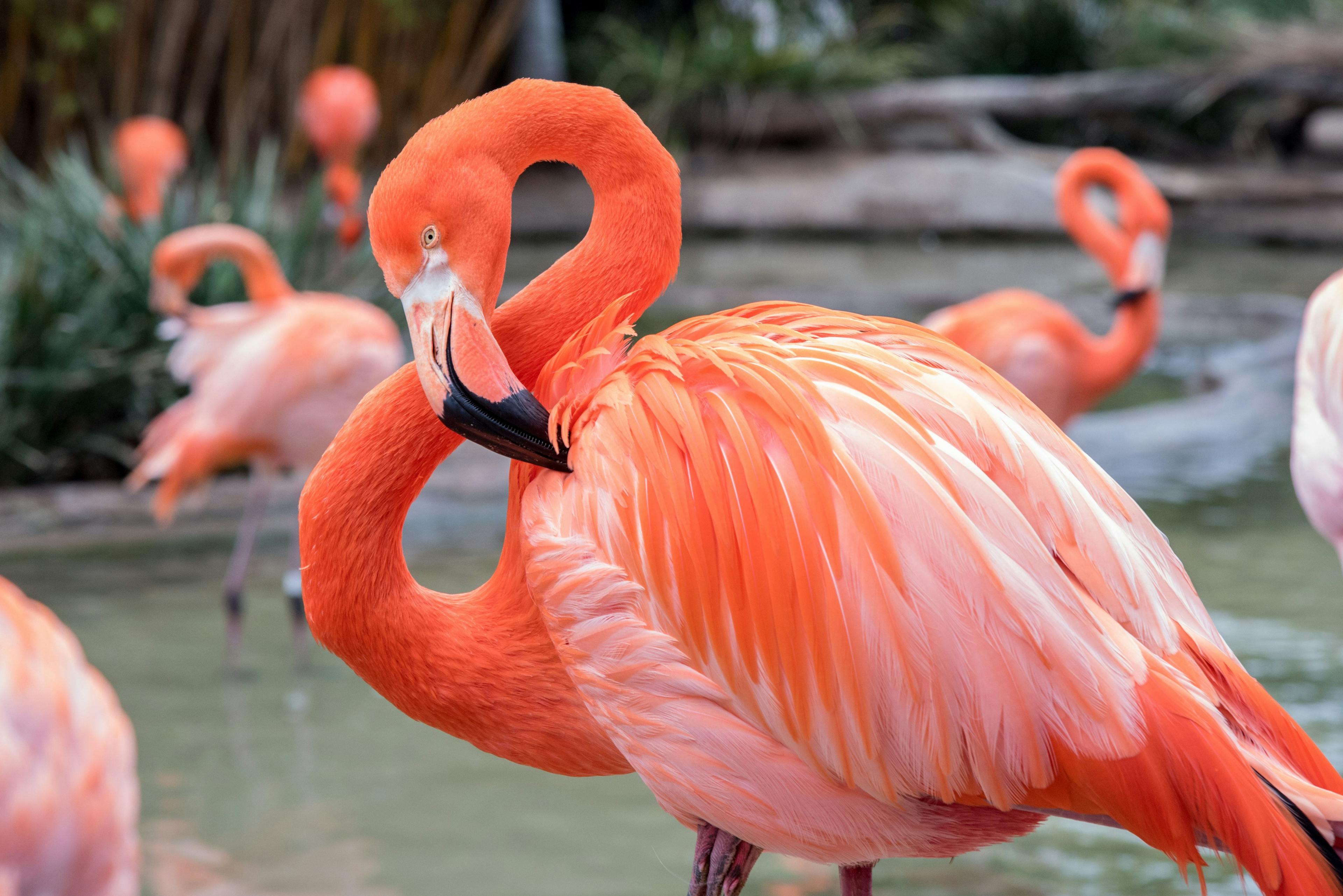 Flamingo with head and neck curved into a figure 8 | Image Credit: © The Speedy Butterfly - stock.adobe.com