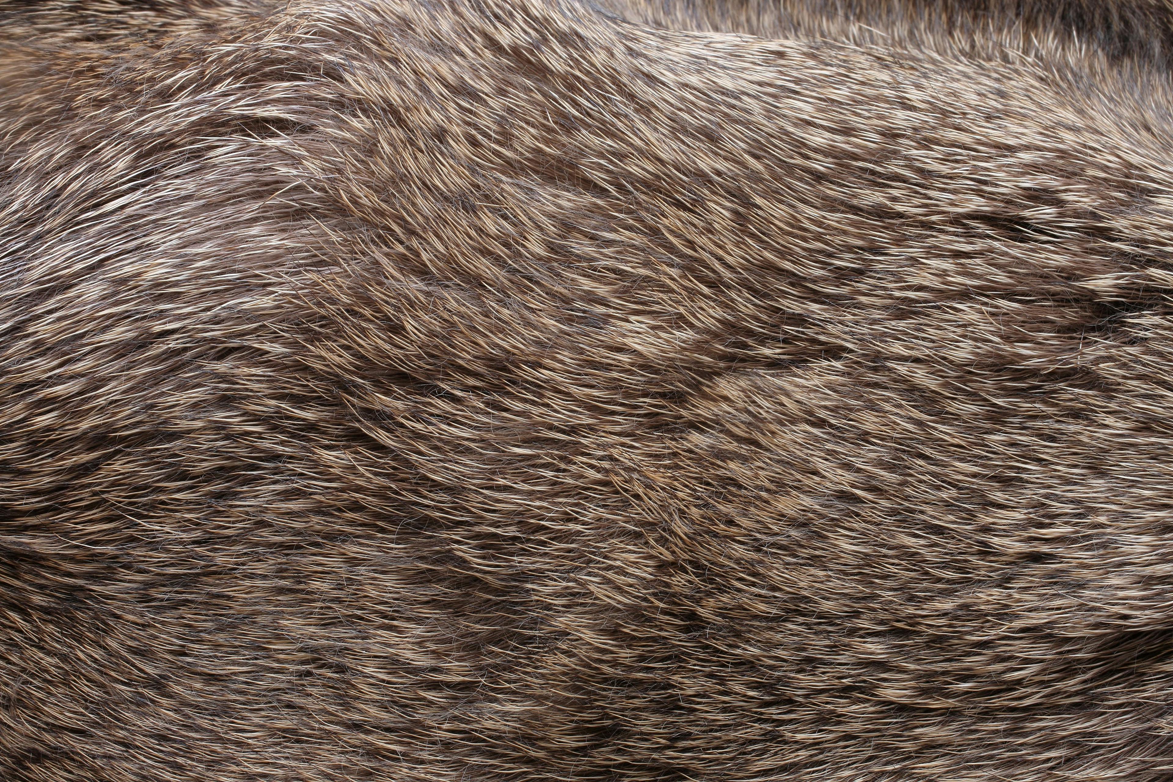 animal hair | Image Credit: © Esther - stock.adobe.com