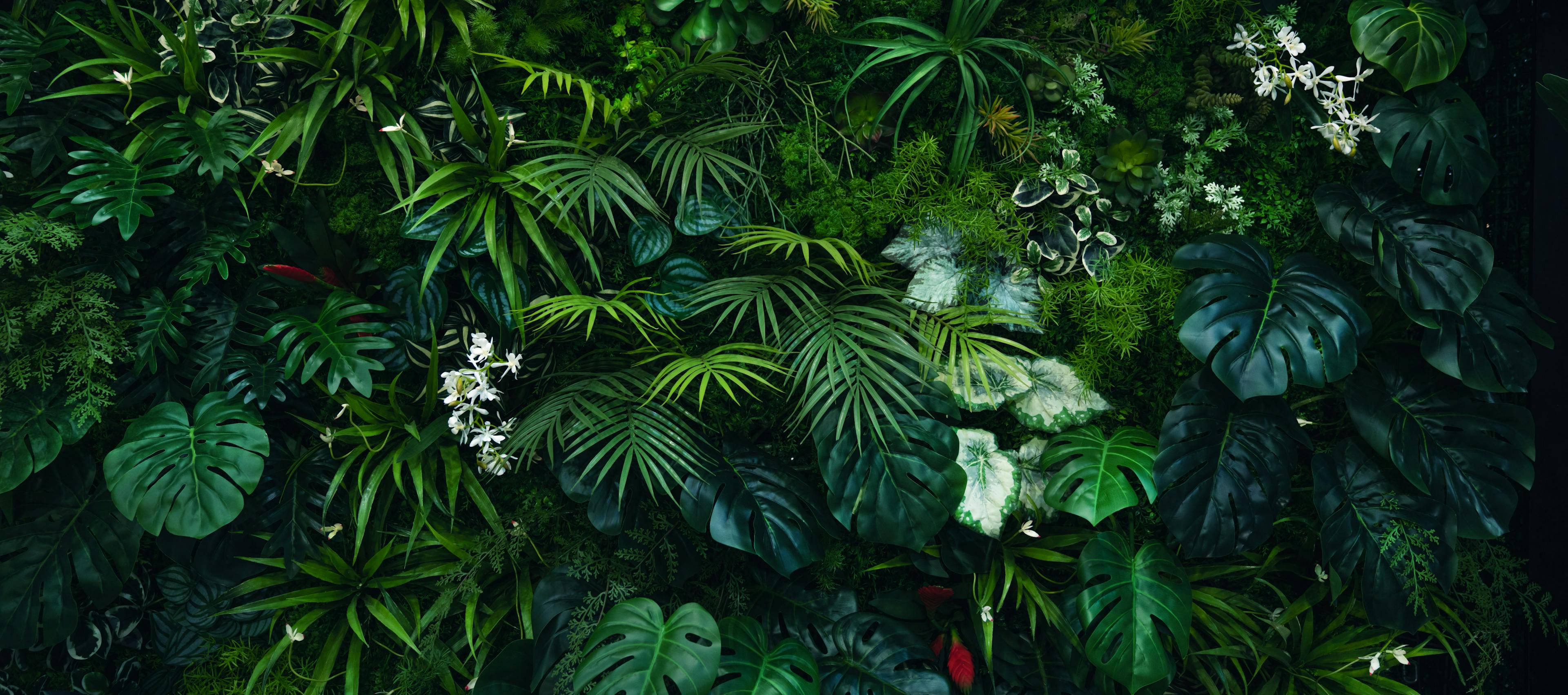 Creative nature green background, tropical leaf banner or floral jungle pattern concept. | Image Credit: © kelvn - stock.adobe.com.