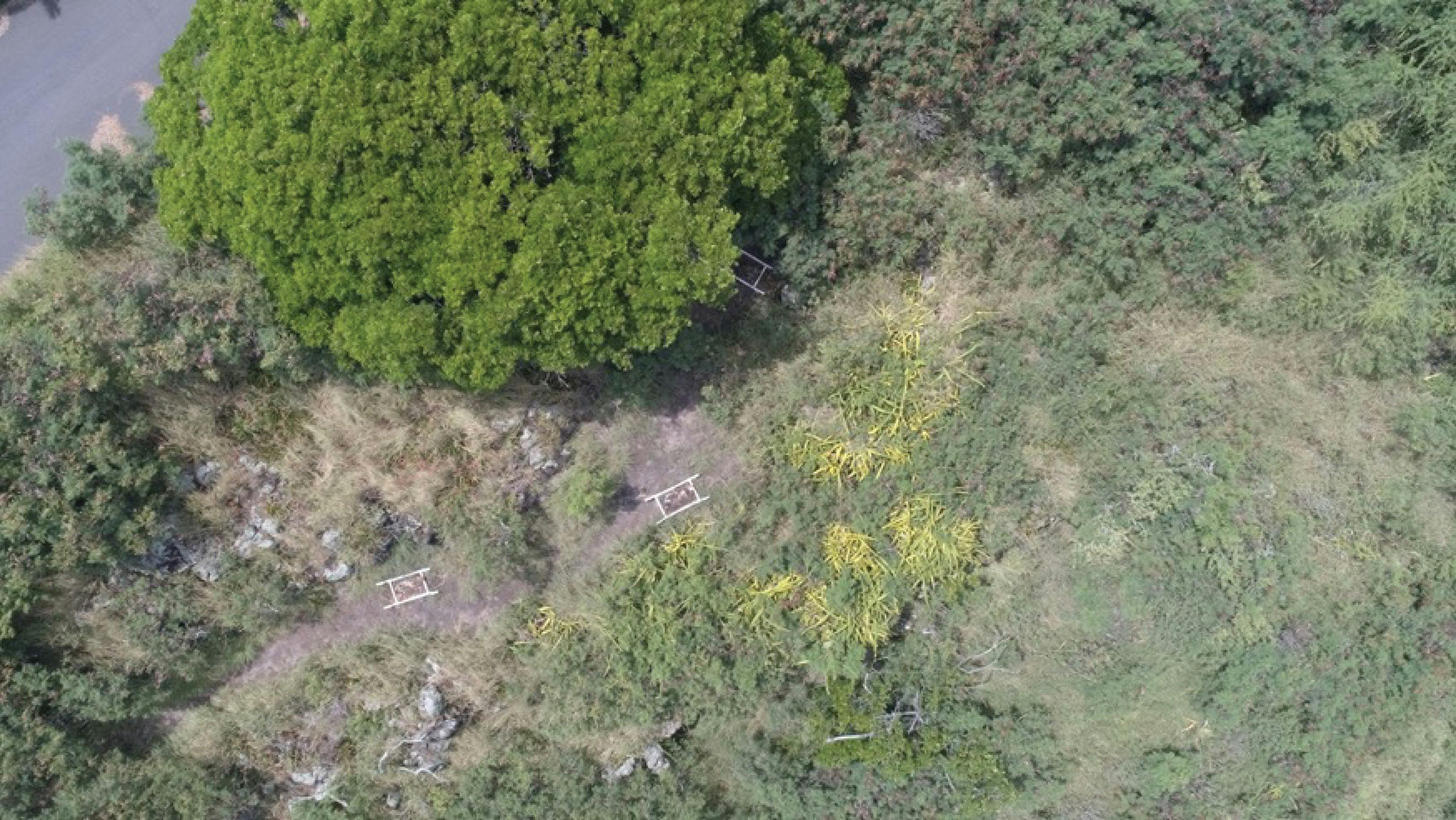 FIGURE 1: Aerial view of the outdoor decomposition site on Oahu, Hawaii.
