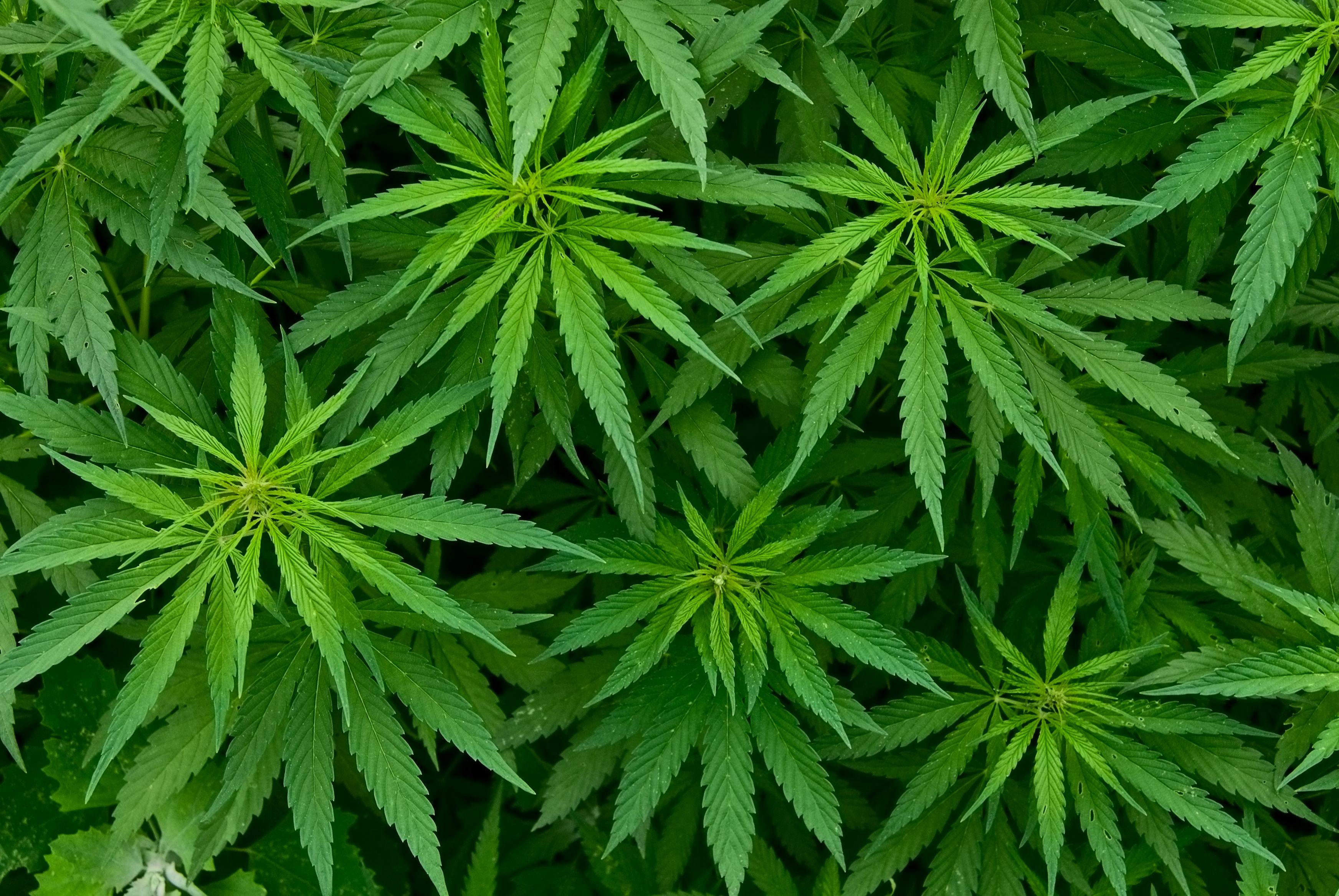 Marijuana | Image Credit: © Opra - stock.adobe.com