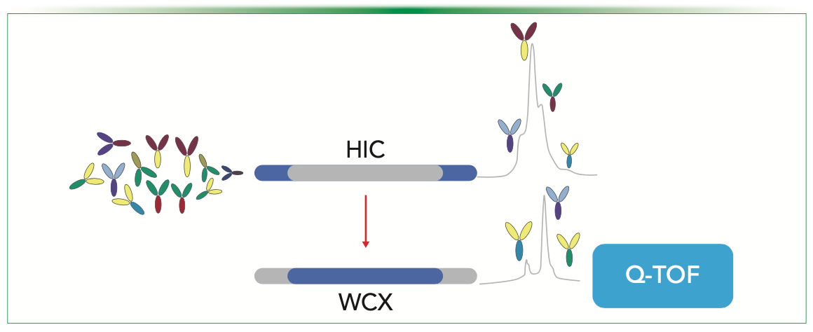 FIGURE 1: Schematic representation of a 2D-HIC-WCX MAM workflow which analysis hydrophobic variants in 1D and charge variants analysis in the 2D using native MS.