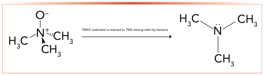FIGURE 1: An illustration showing TMAO molecule reduction to TMA.