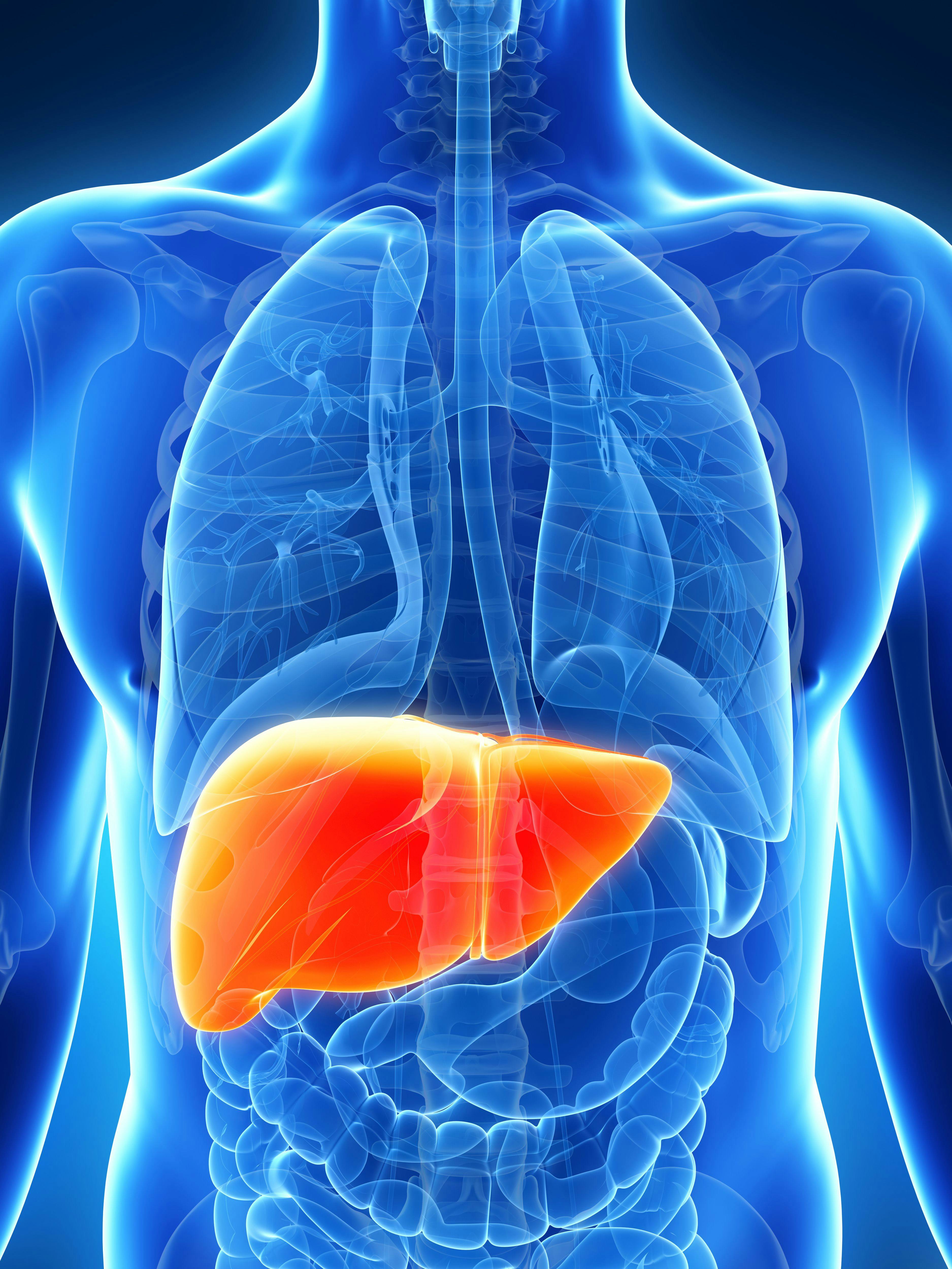 3d rendered illustration of the male liver | Image Credit: © SciePro - stock.adobe.com