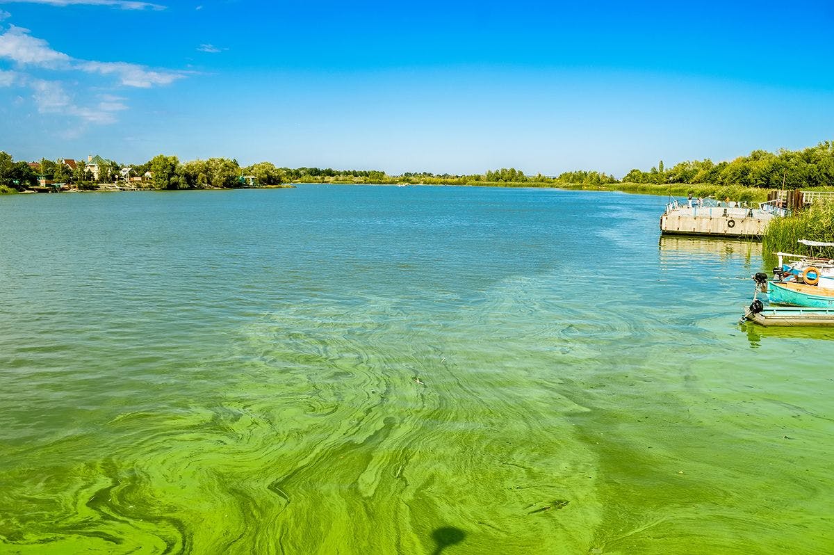 Identifying Algal Bloom Toxins Using LC–HRMS