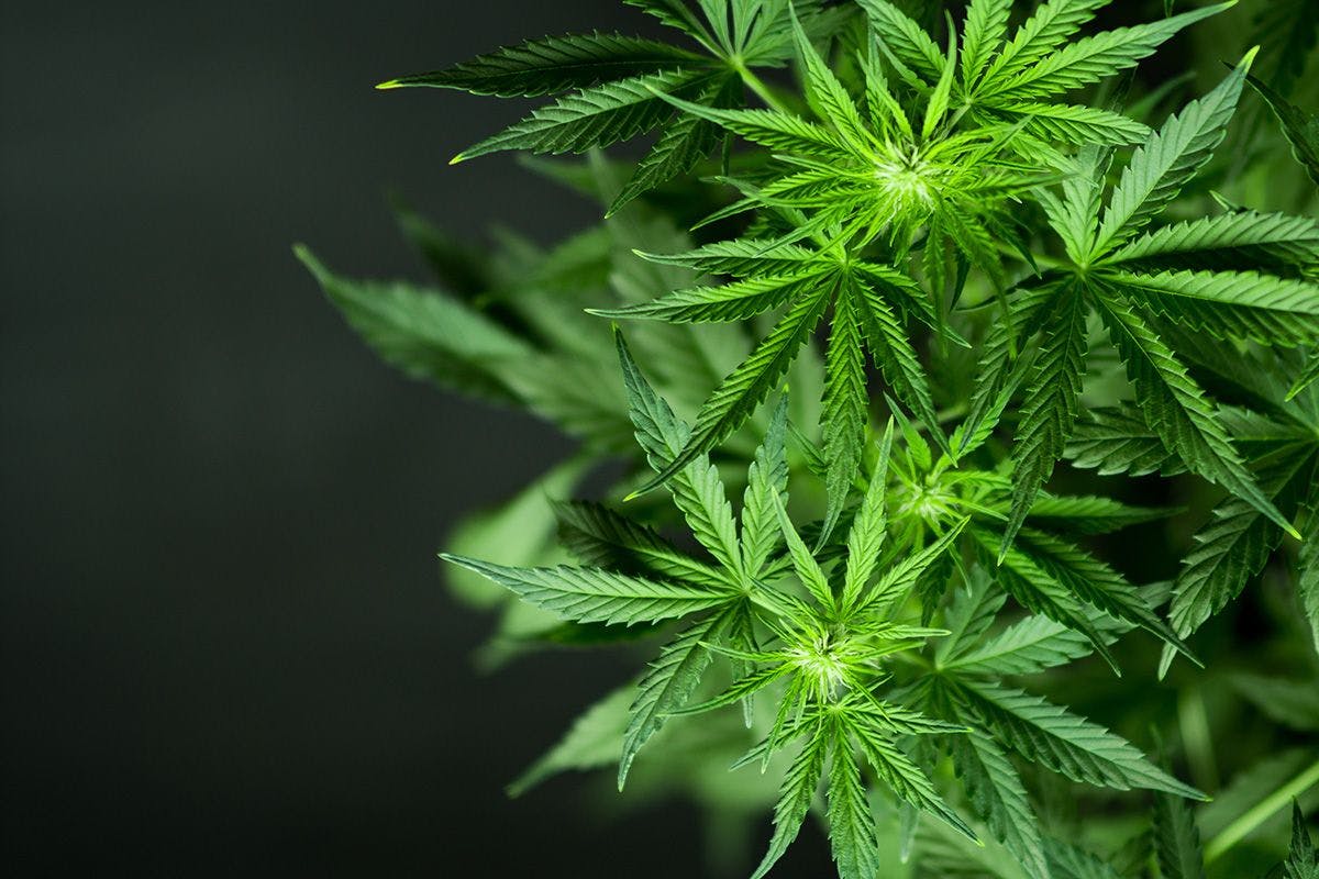  A cannabis plant.