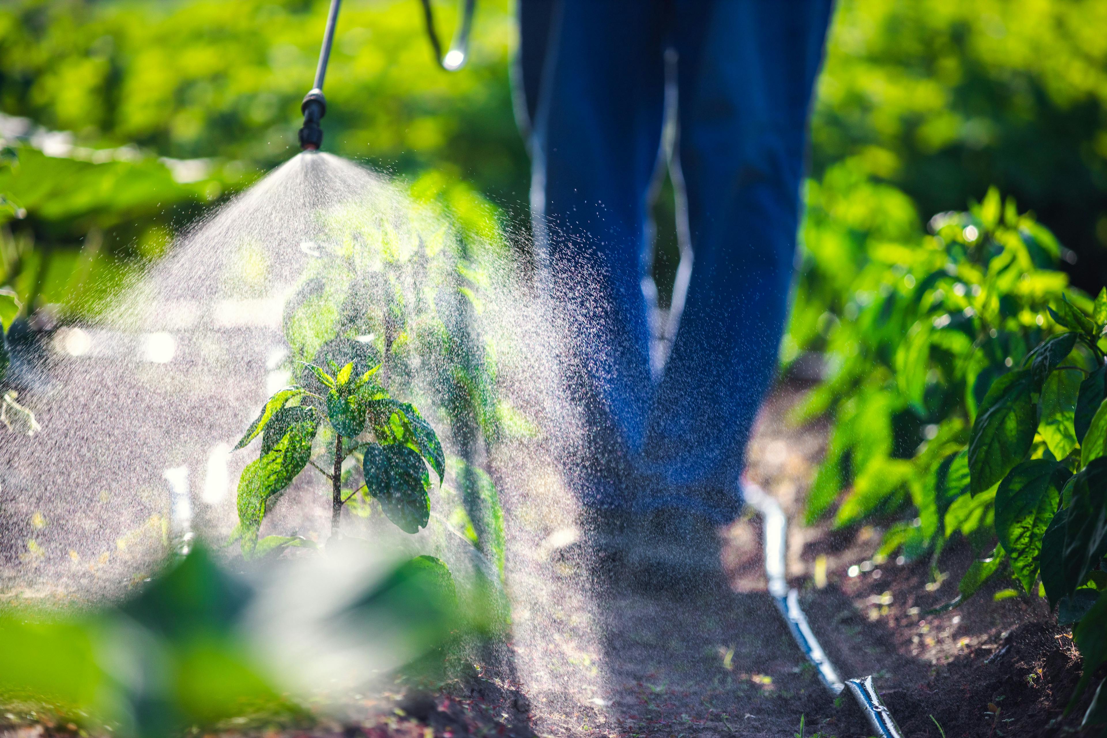 Farmer spraying vegetable green plants in the garden with herbicides, pesticides or insecticides. | Image Credit: © ValentinValkov - stock.adobe.com
