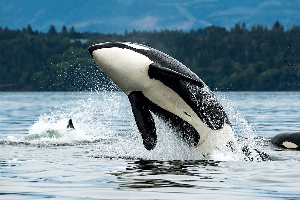 Analysis of Environmental Contaminants Accumulation in Orcas Using LC–MS/MS