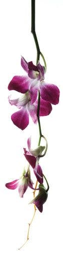 orchid-780777-1408600941655.jpg