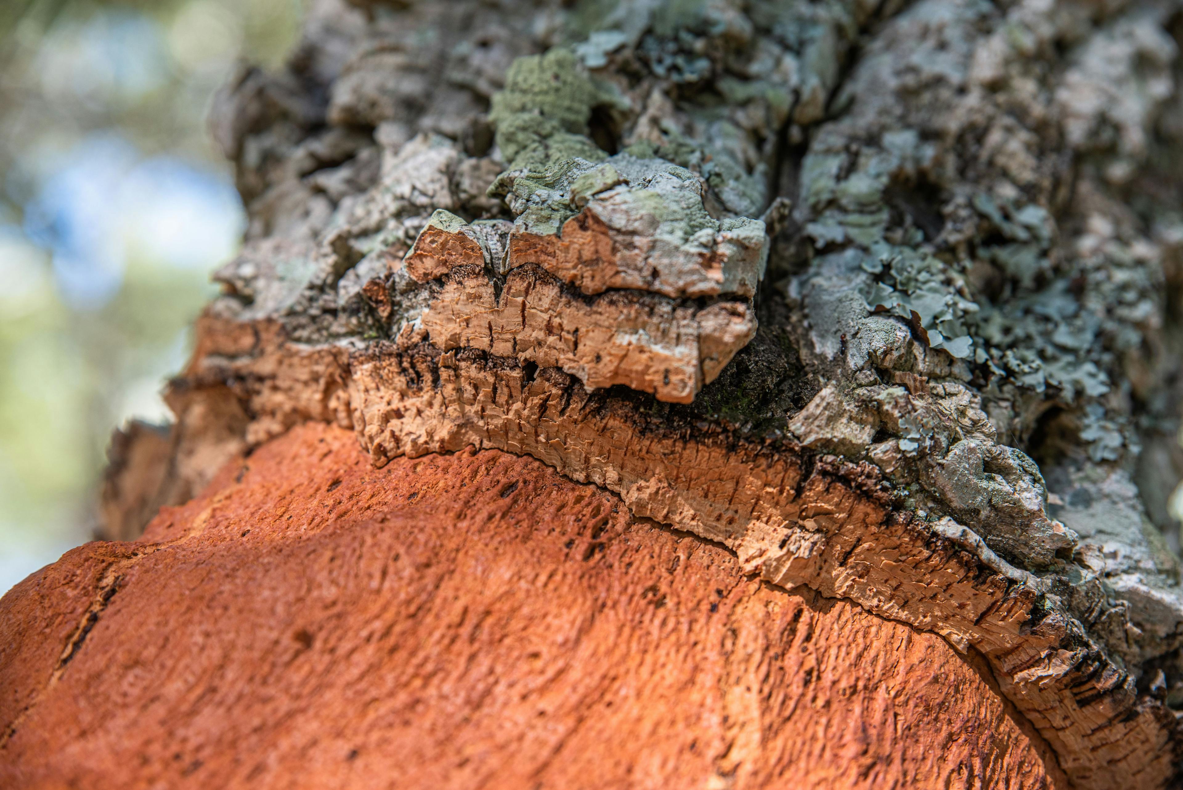 cork tree bark close up, contrast, texture and copy space | Image Credit: © Joe McUbed - stock.adobe.com