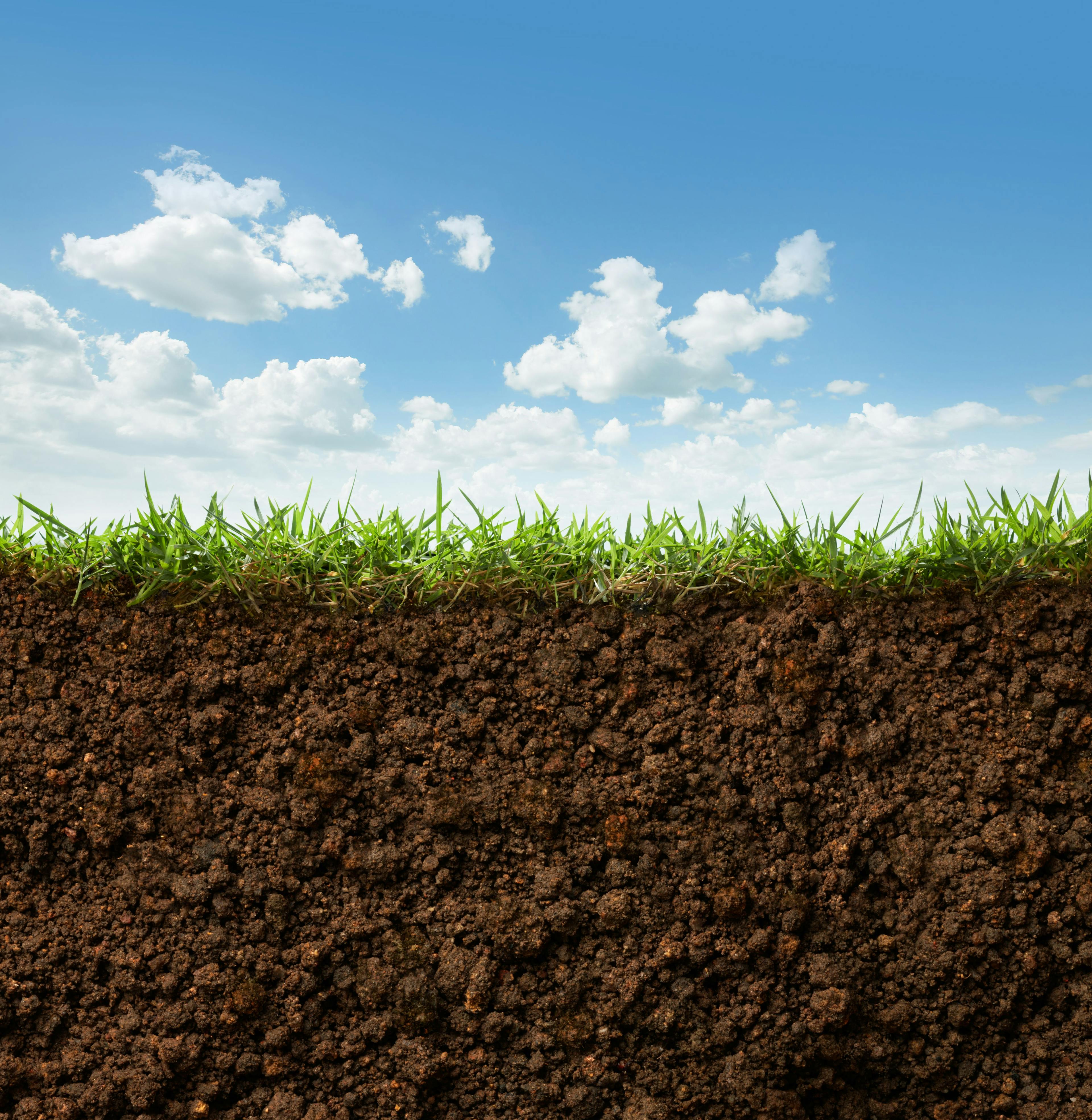 Grass and soil | Image Credit: © Okea - stock.adobe.com