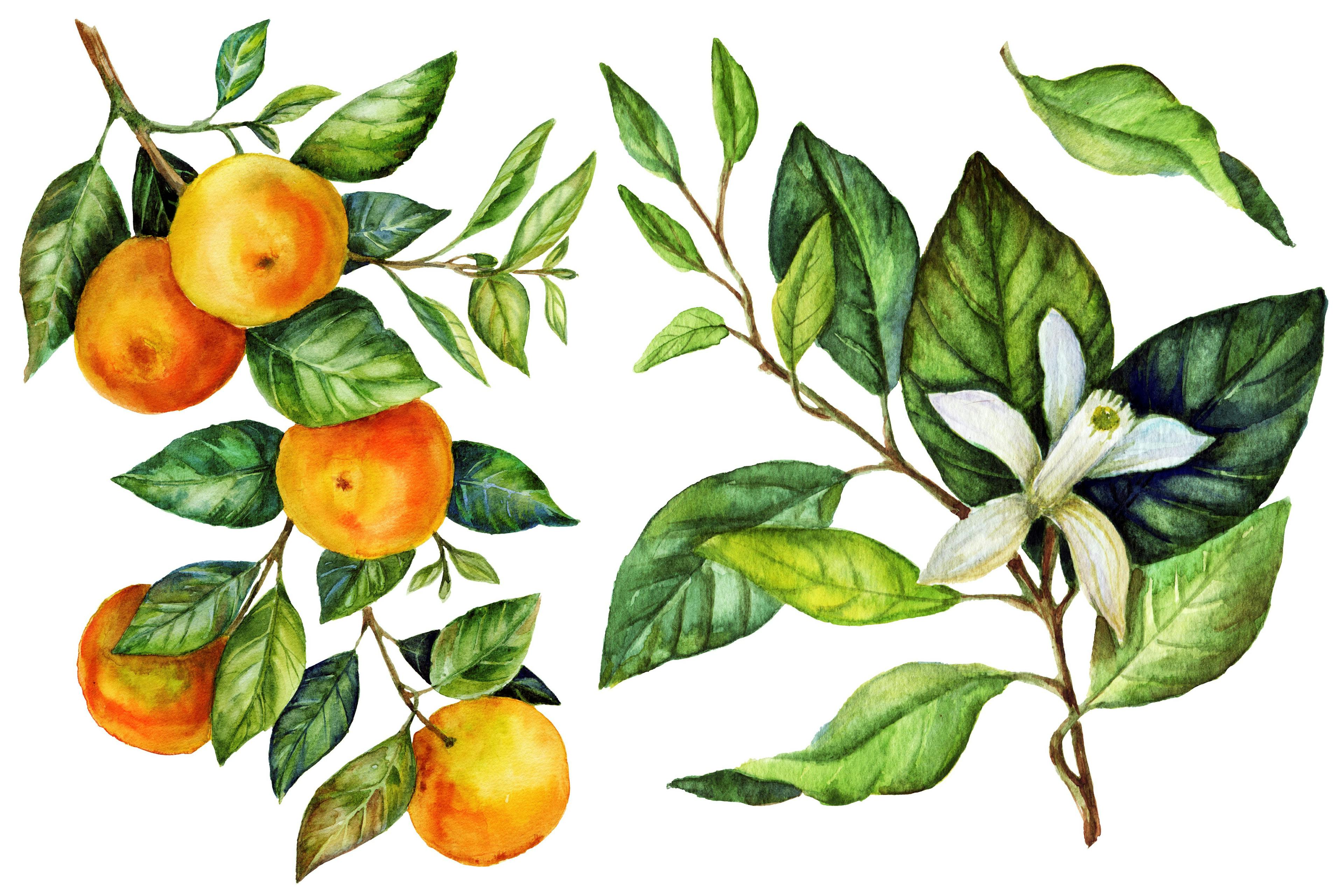 Sunny Mandarin watercolor hand painting botanical art | Image Credit: © Kate Vigdis - stock.adobe.com