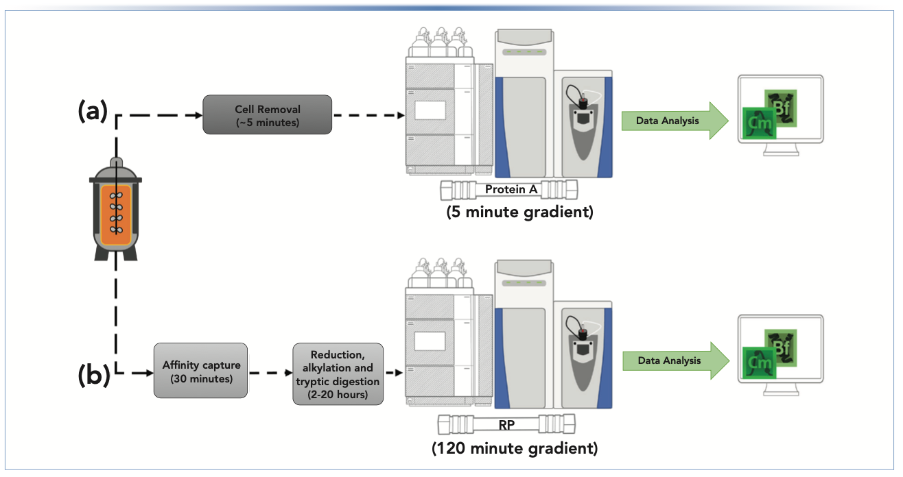 FIGURE 1: Workflow for a dual multi-attribute monitoring and multi-attribute method being applied to a bioreactor campaign. (a) A sample is collected from the bioreactor; cells are removed and the sample is injected onto a protein A column prior to MS analysis. Data are directly analyzed through deconvolution and proteoform quantitation. (b) The samples are purified through affinity capture and tryptic digest ion is performed. This step can take up to 20 h, depending on the sample. The sample is analyzed through RP–MS where a processing method specific for the sample already exists. NPD is also applied.