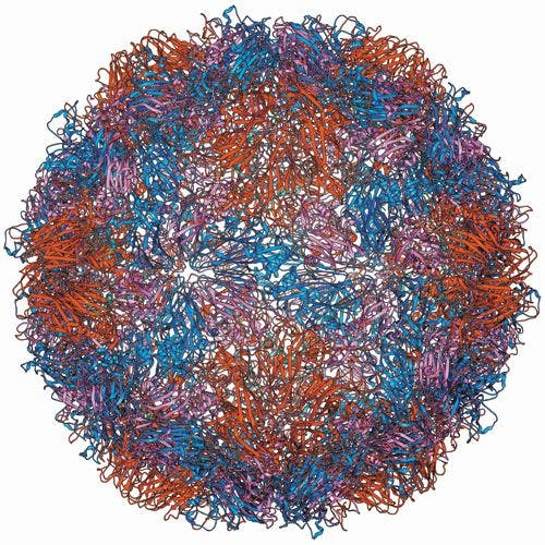 rhinovirus.jpg