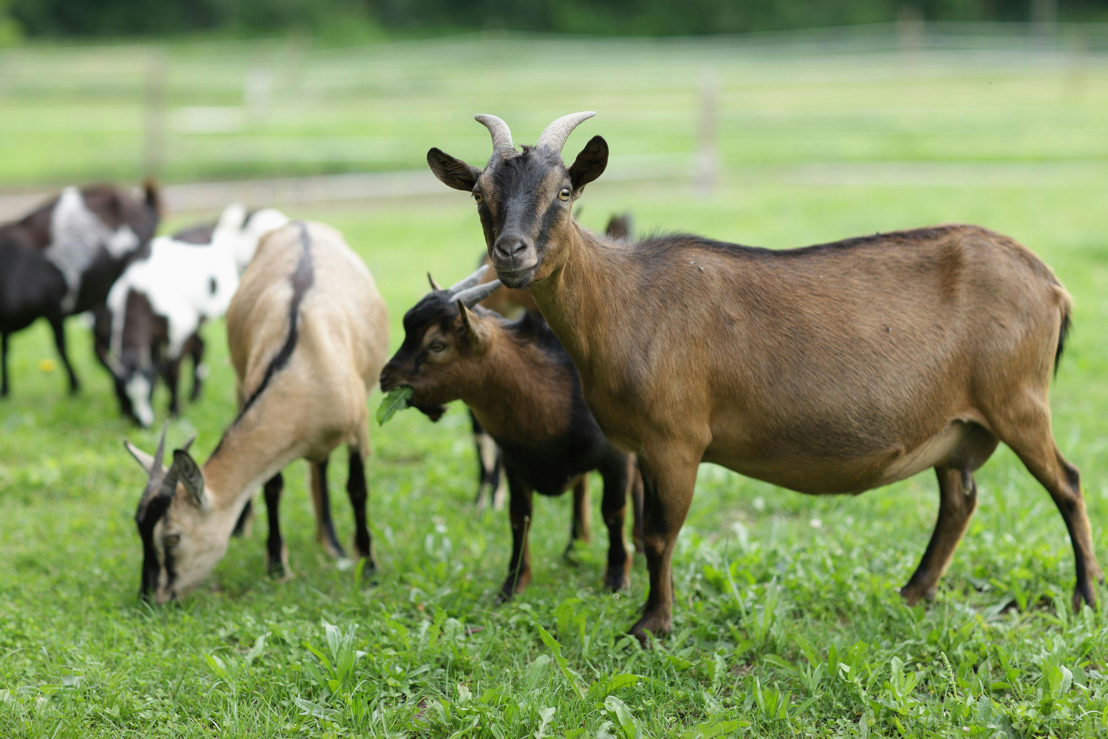 Family goat | Image Credit: © stokkete - stock.adobe.com