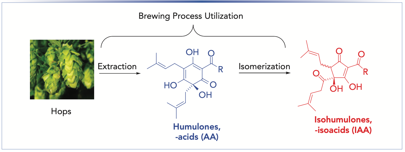 FIGURE 1: Utilization of bittering components of hops. Extraction of AA from hops and isomerzation to IAA. R = isopropyl (co-); isobutyl (n-); secbutyl (ad-).