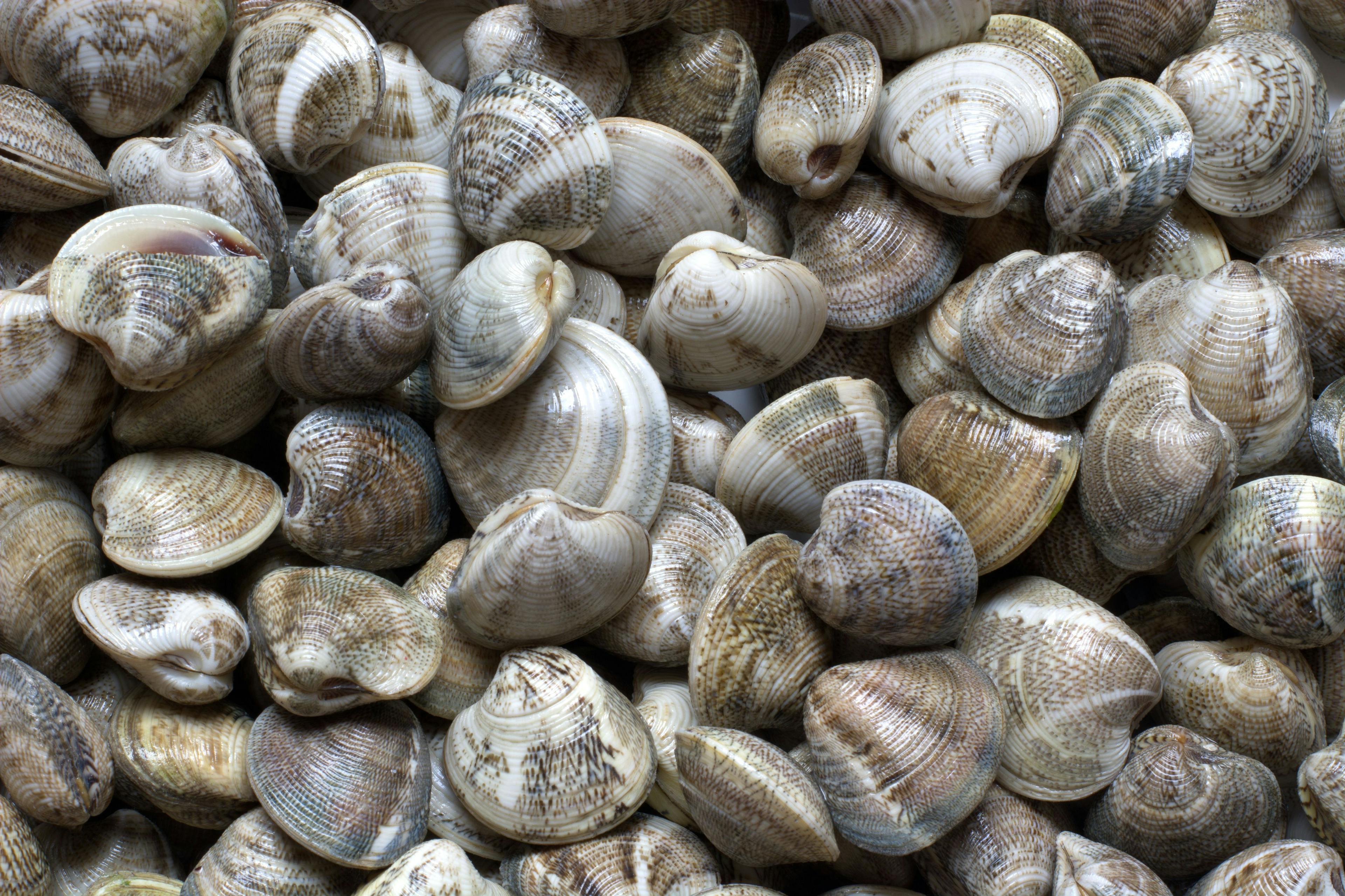 Mussels, clams, all the fresh sea | Image Credit: © corradobarattaphotos - stock.adobe.com
