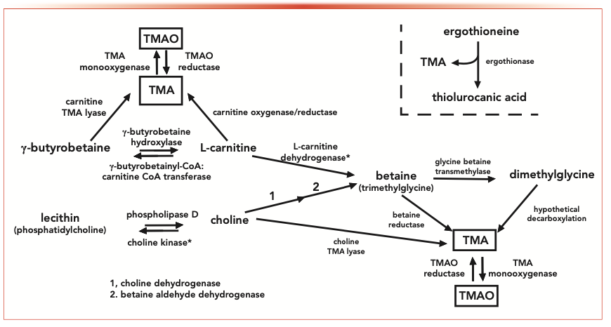 FIGURE 2: An overview of TMA metabolic processes in the human body, from reference (3).