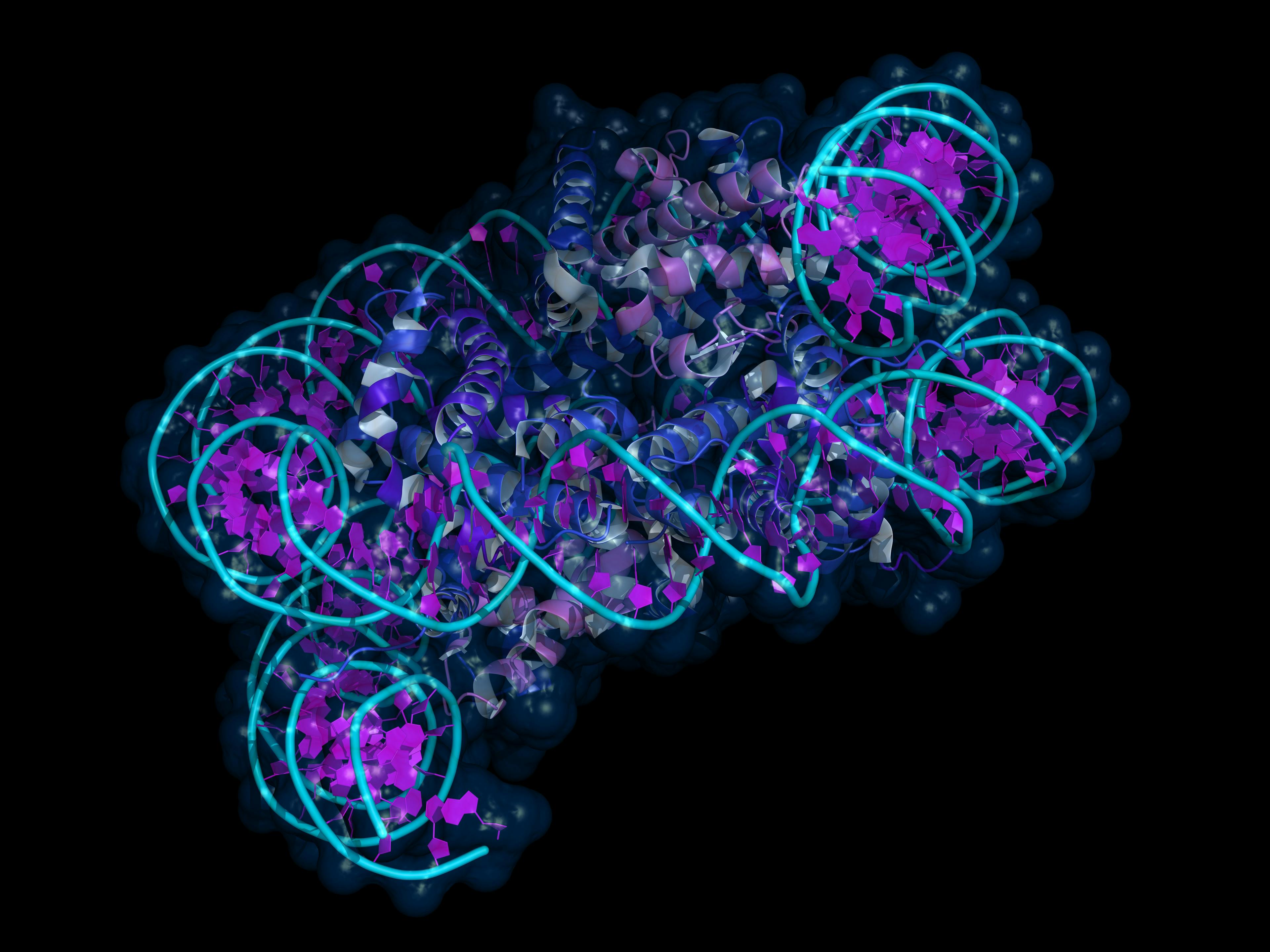 Nucleosome is a basic unit of DNA packaging in eukaryotic cells, with 147 nucleotides of DNA wrapped around the core built from histone proteins. | Image Credit: © petarg - stock.adobe.com