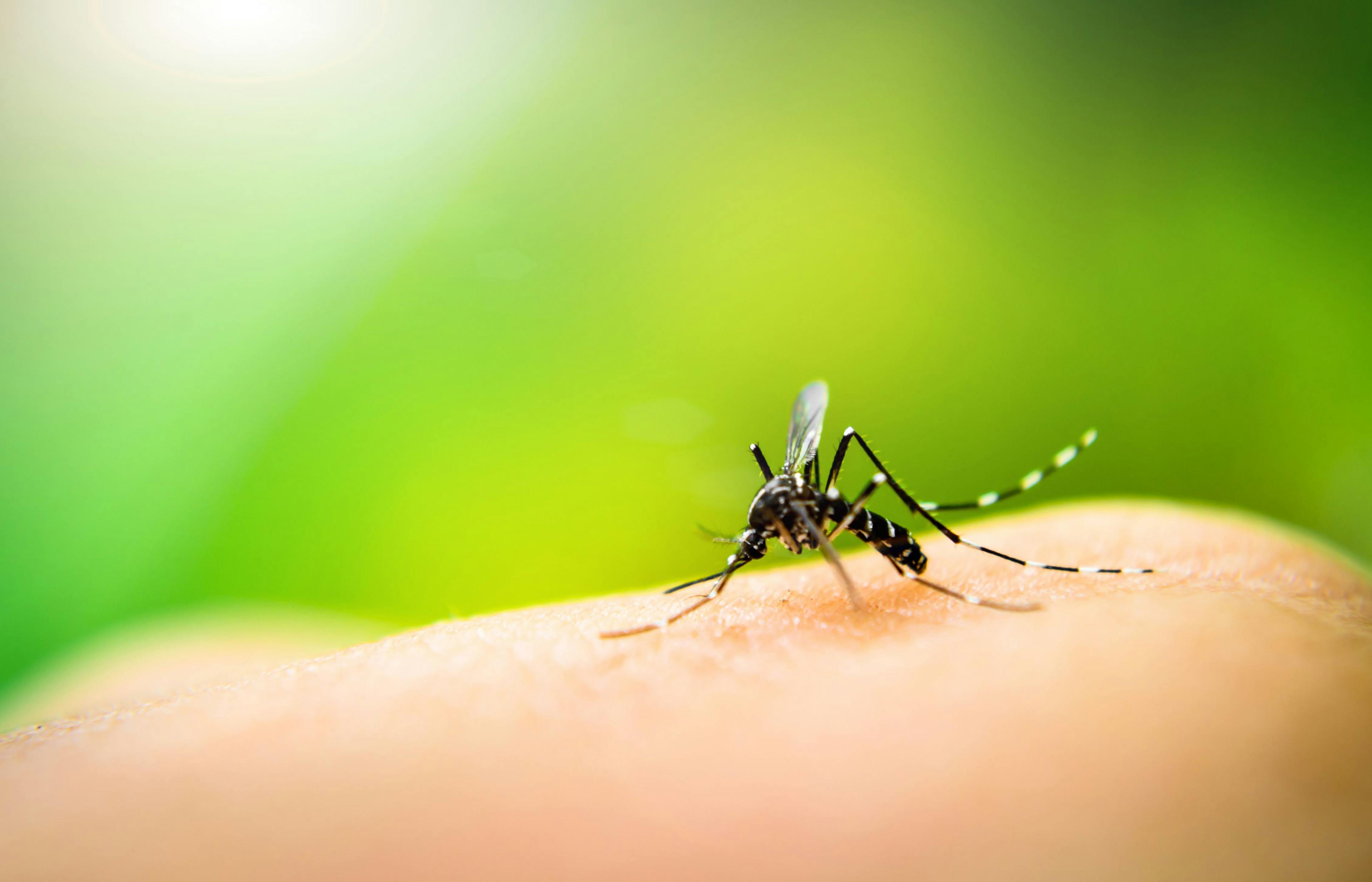 A mosquito biting a human. © auimeesri - stock.adobe.com 