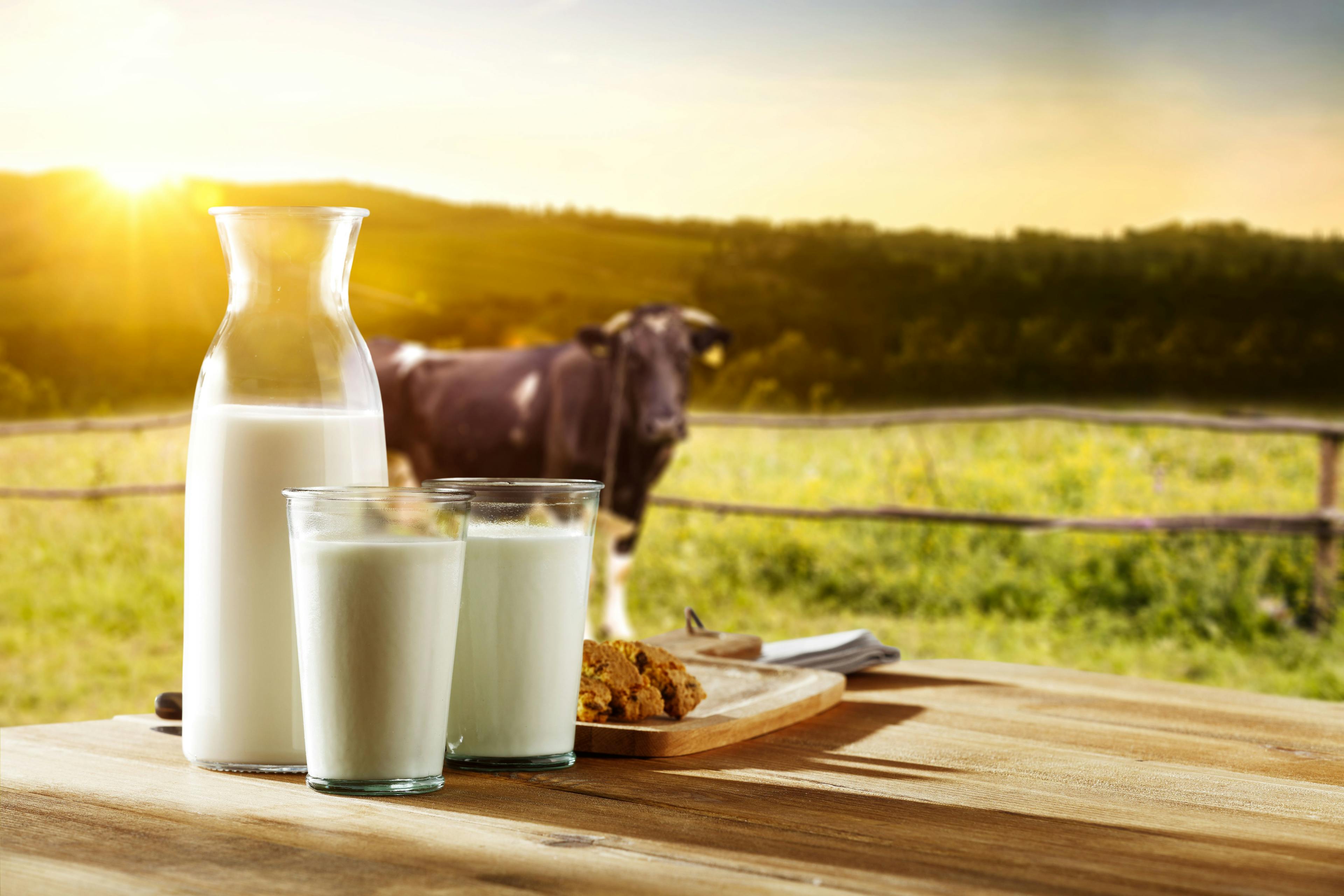 Photo of milk and cow | Image Credit: © magdal3na - stock.adobe.com.
