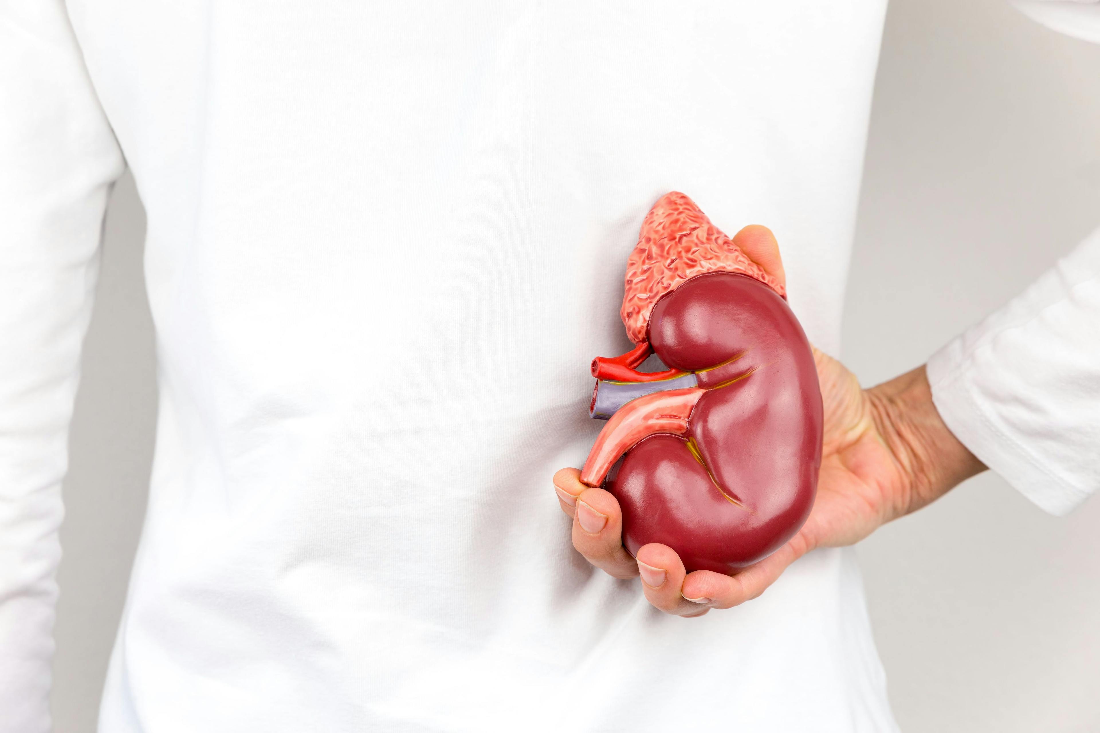 Hand holding model of human kidney organ at body | Image Credit: © benschonewille - stock.adobe.com